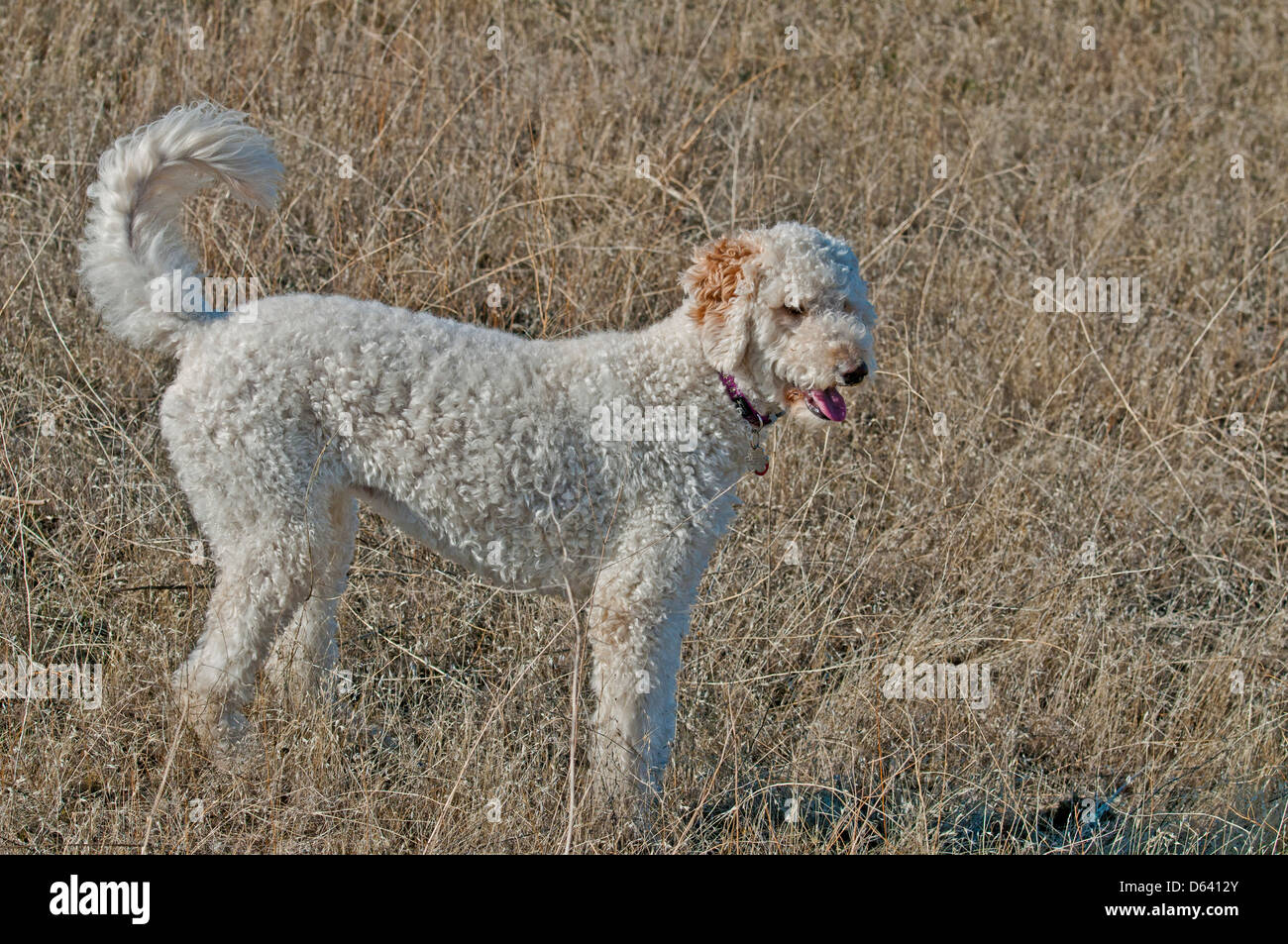 Goldendoodle (cross between a golden retriever and a standard poodle) Stock Photo