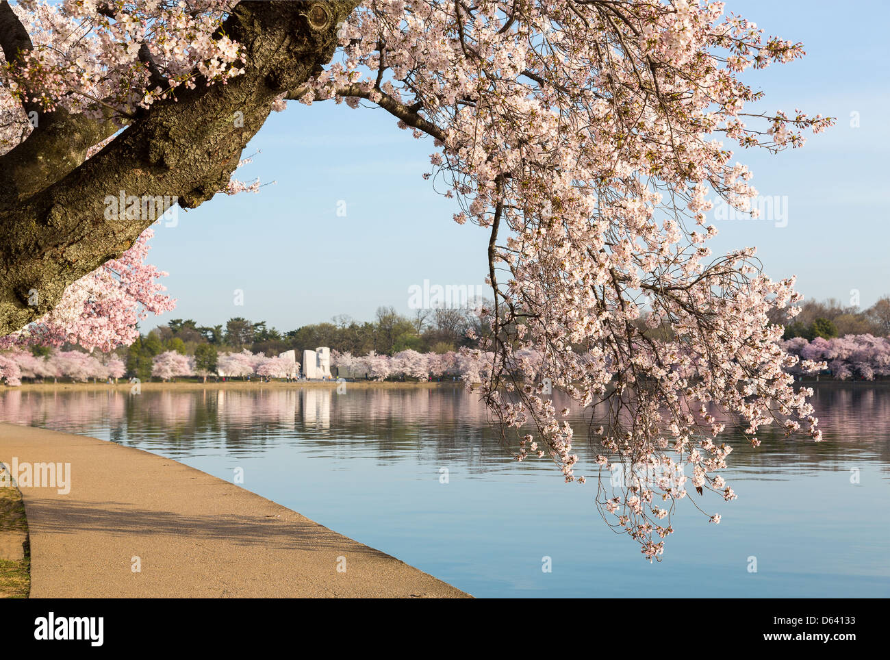 Pink cherry blossom trees / flowers by path around tidal basin in Washington DC Stock Photo