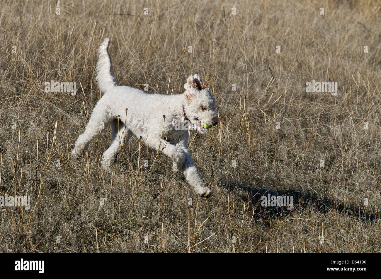 Goldendoodle (cross between a golden retriever and a standard poodle