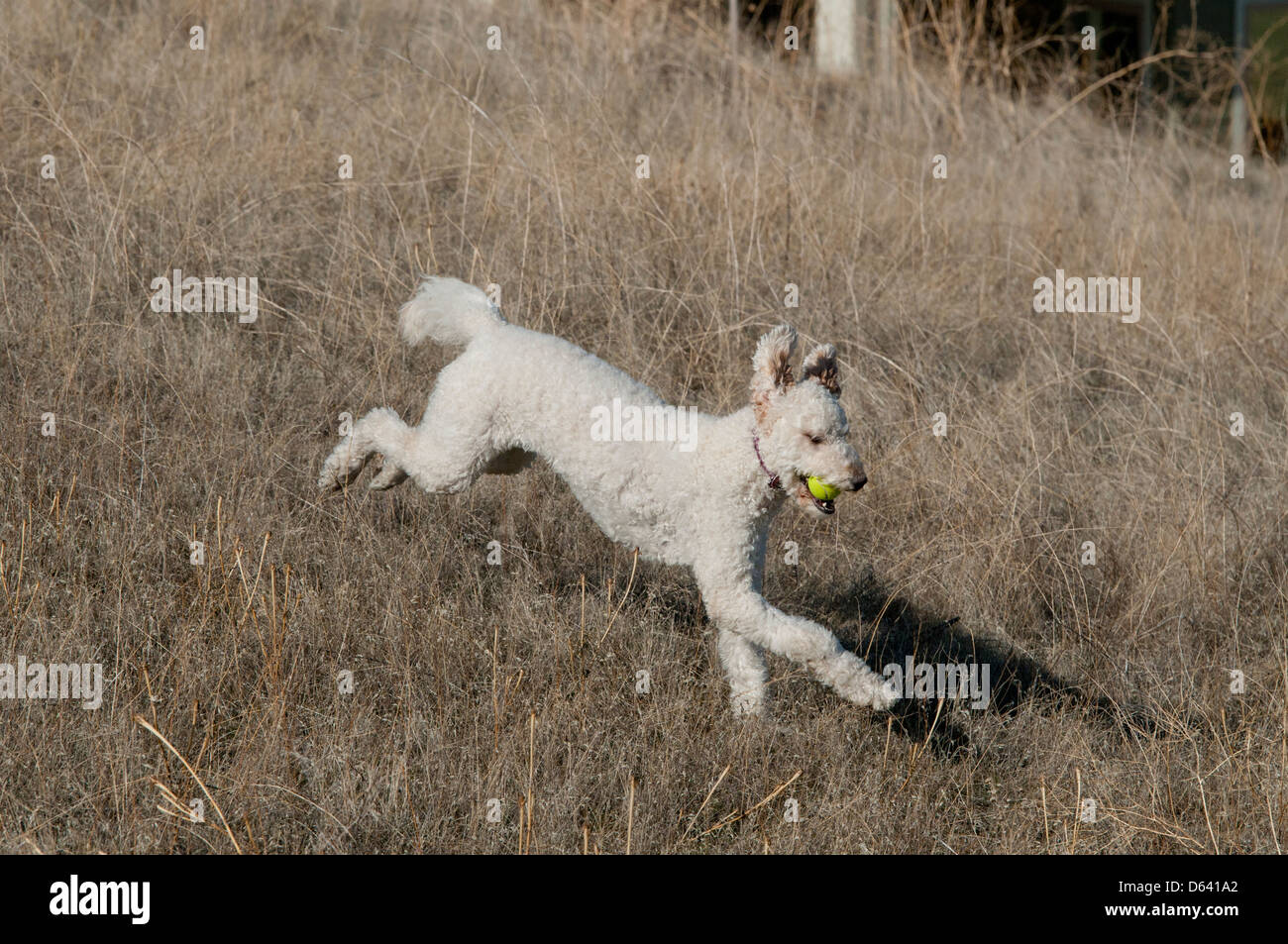 Goldendoodle (cross between a golden retriever and a standard poodle