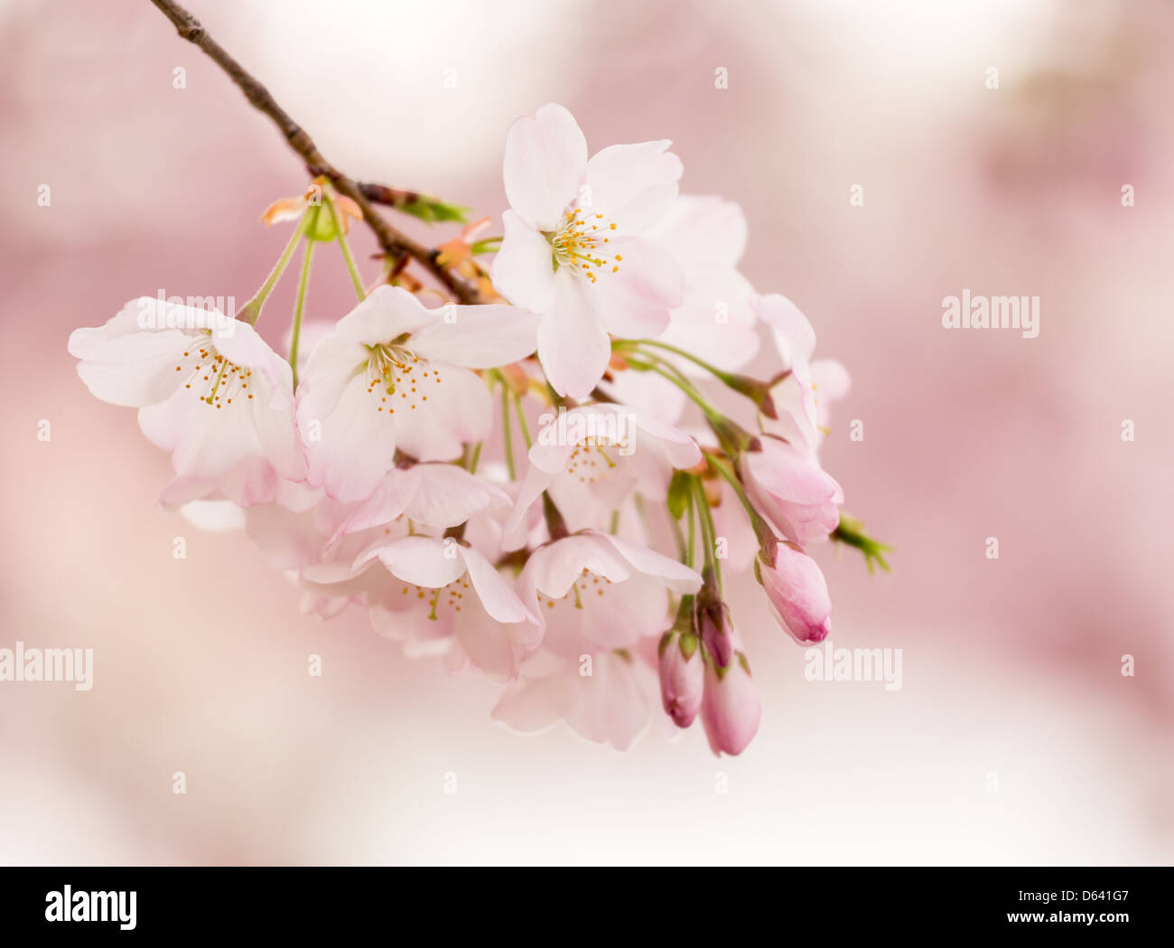 Detail macro photo of japanese cherry blossom flowers Stock Photo