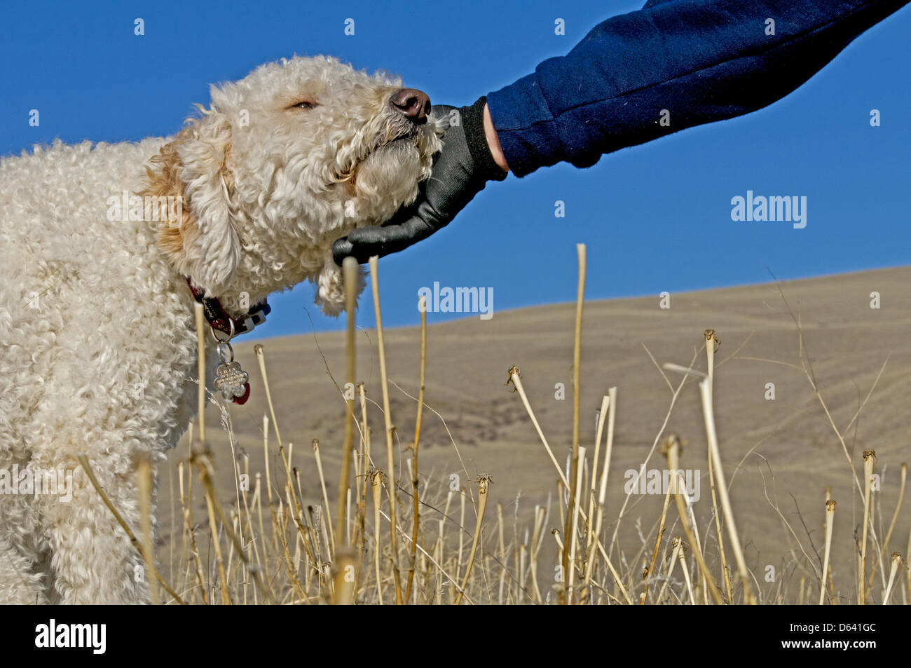Goldendoodle (cross between a golden retriever and a standard poodle