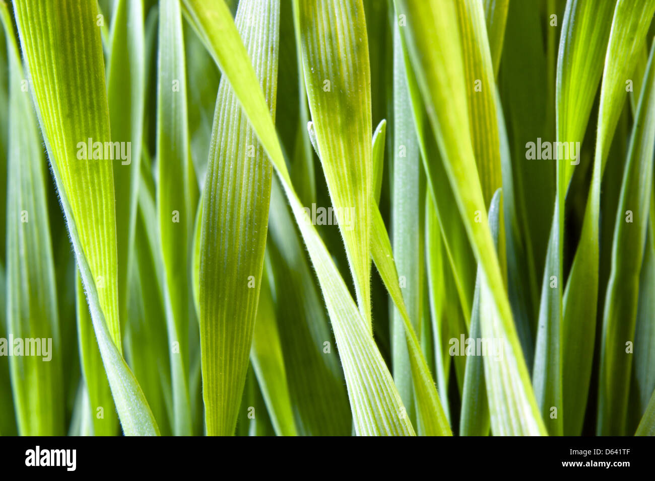 blades of grass Stock Photo Alamy