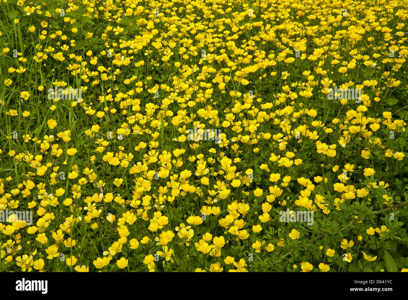 golden spring flowers Stock Photo