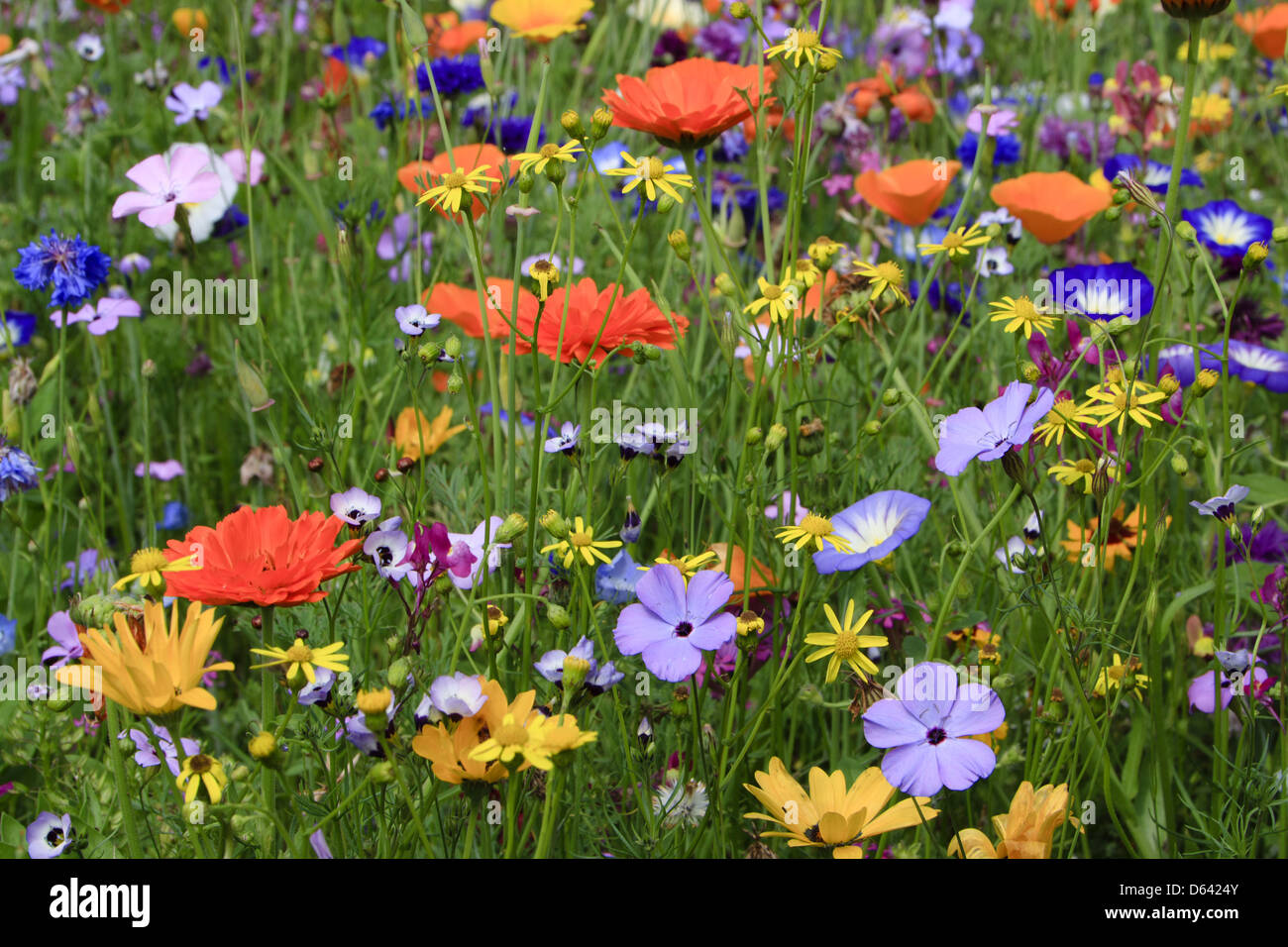 colorful wild flowers Stock Photo