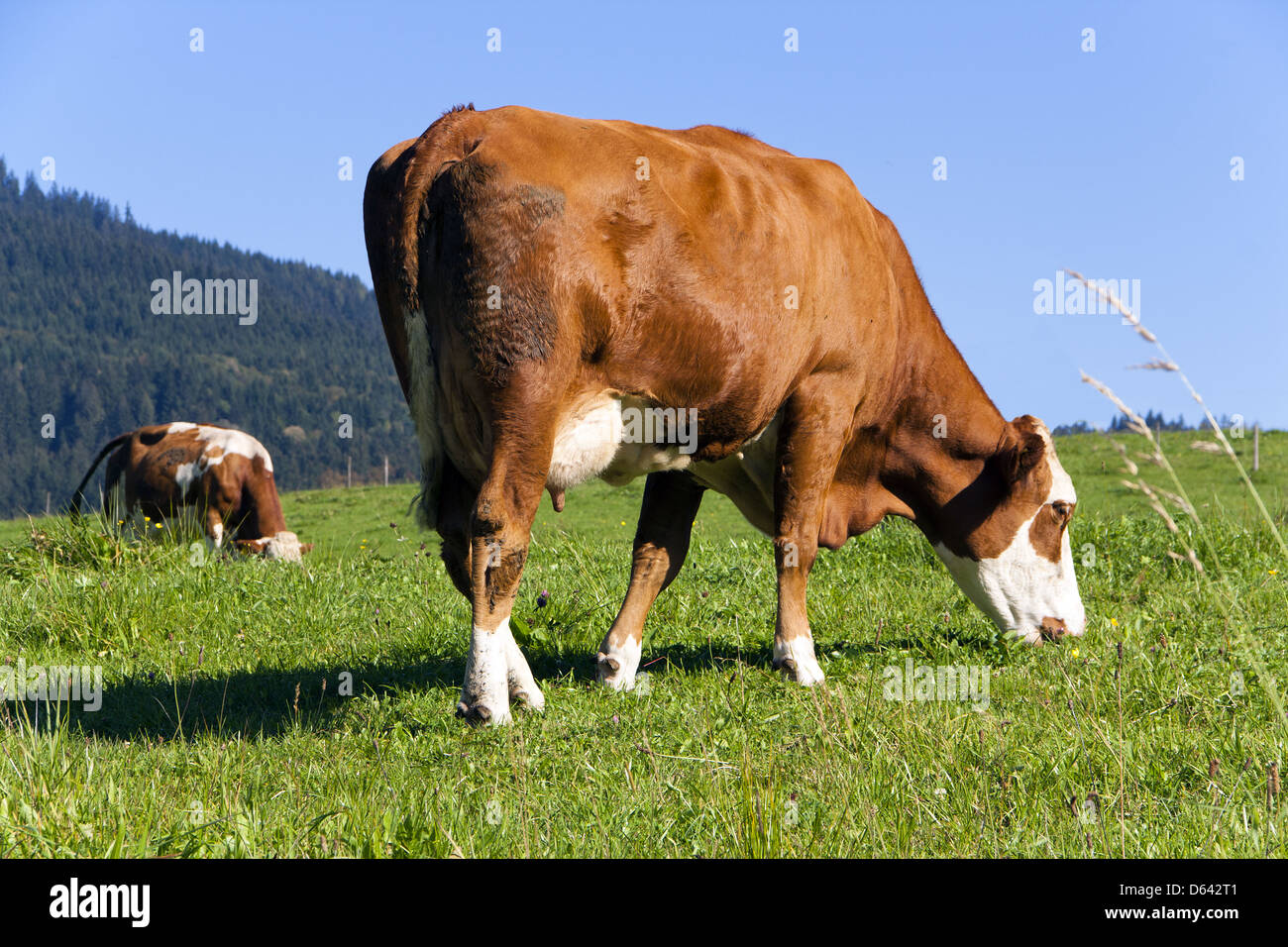 cow kine Stock Photo