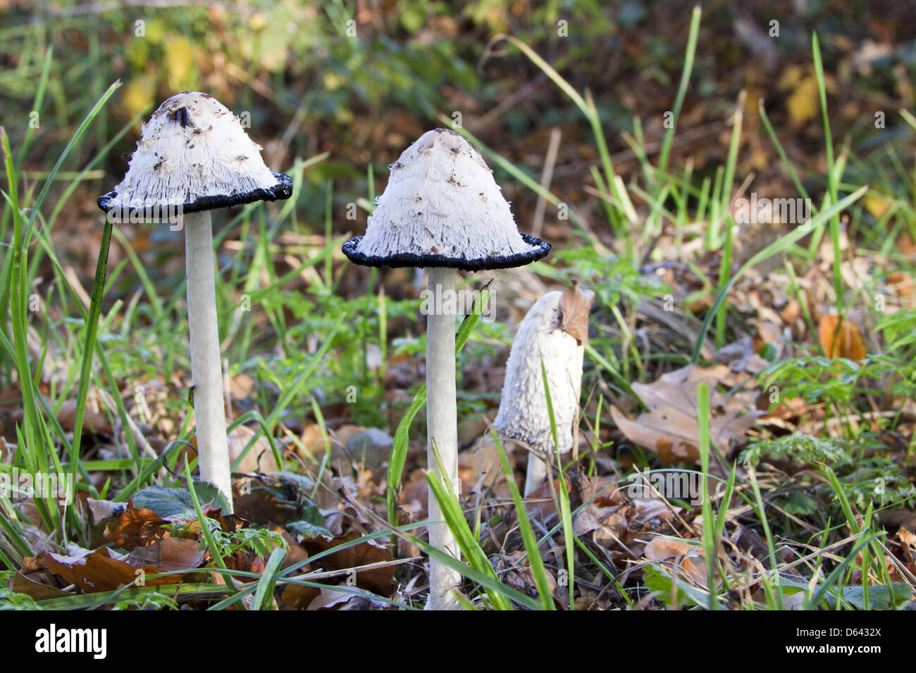 Coprinus atramentarius Stock Photo