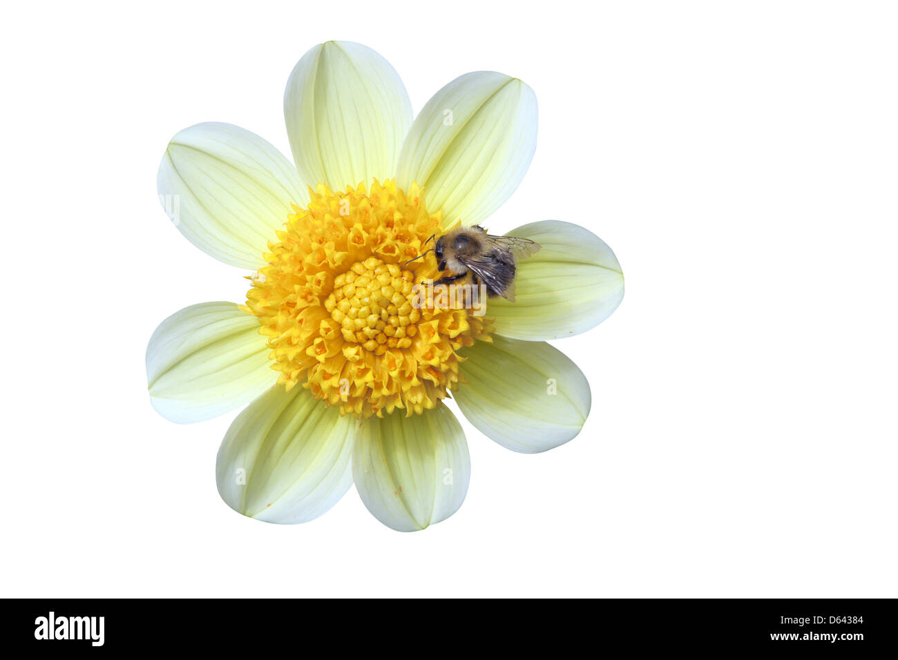 Dahlie mit insect Stock Photo