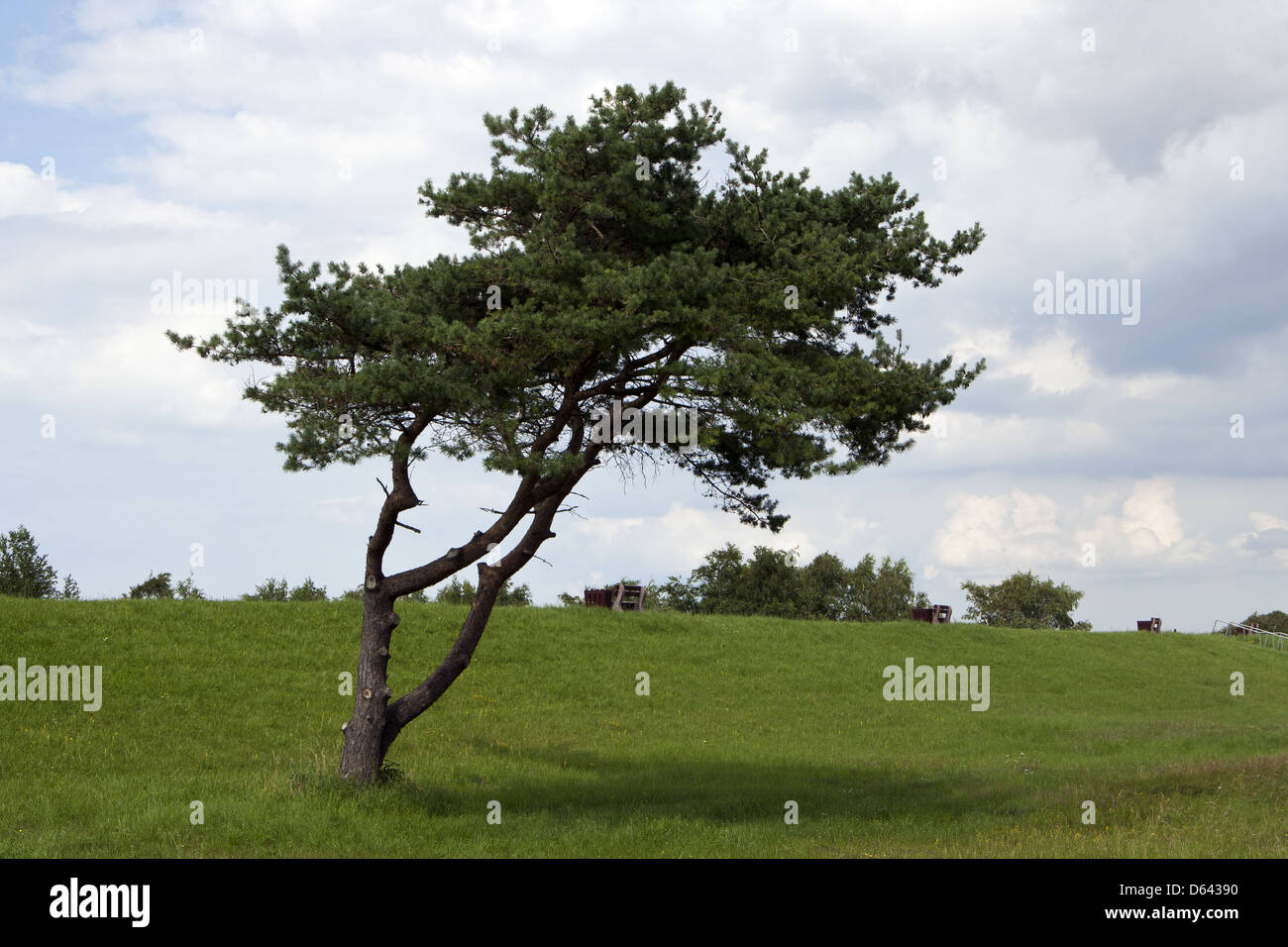 Tree on salt march Stock Photo