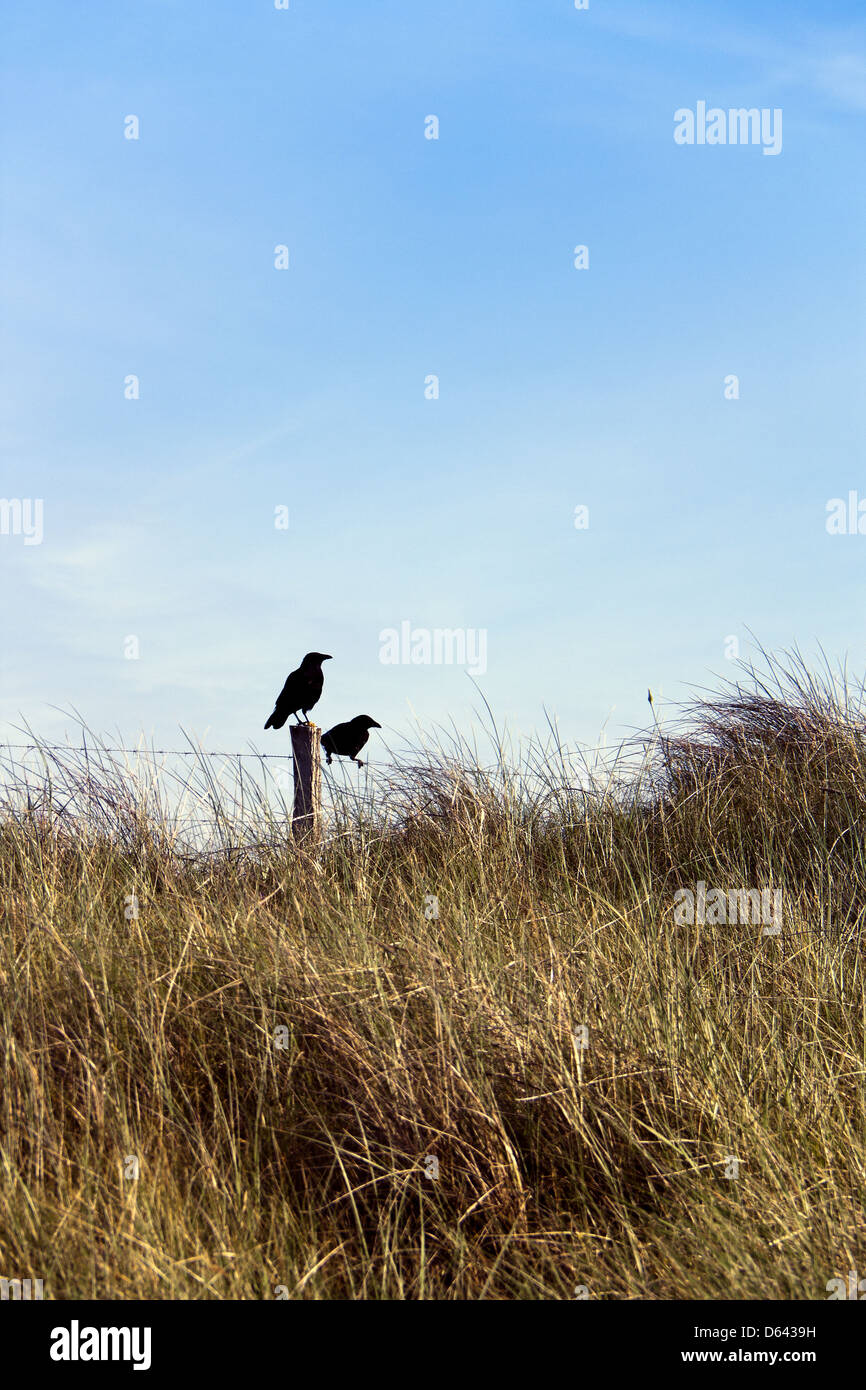 birds on a dune Stock Photo