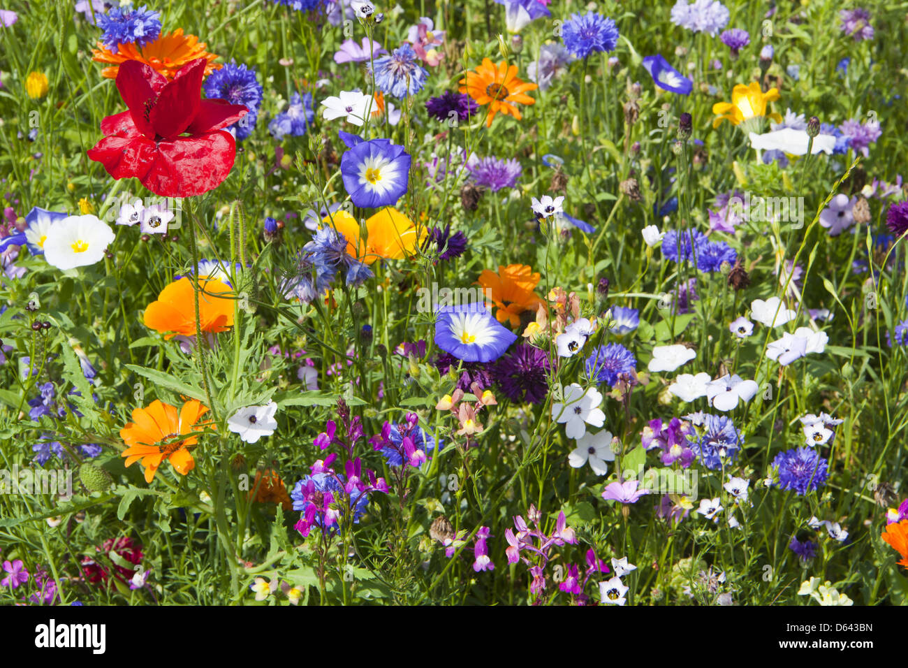Meadow cleavers hi-res stock photography and images - Alamy