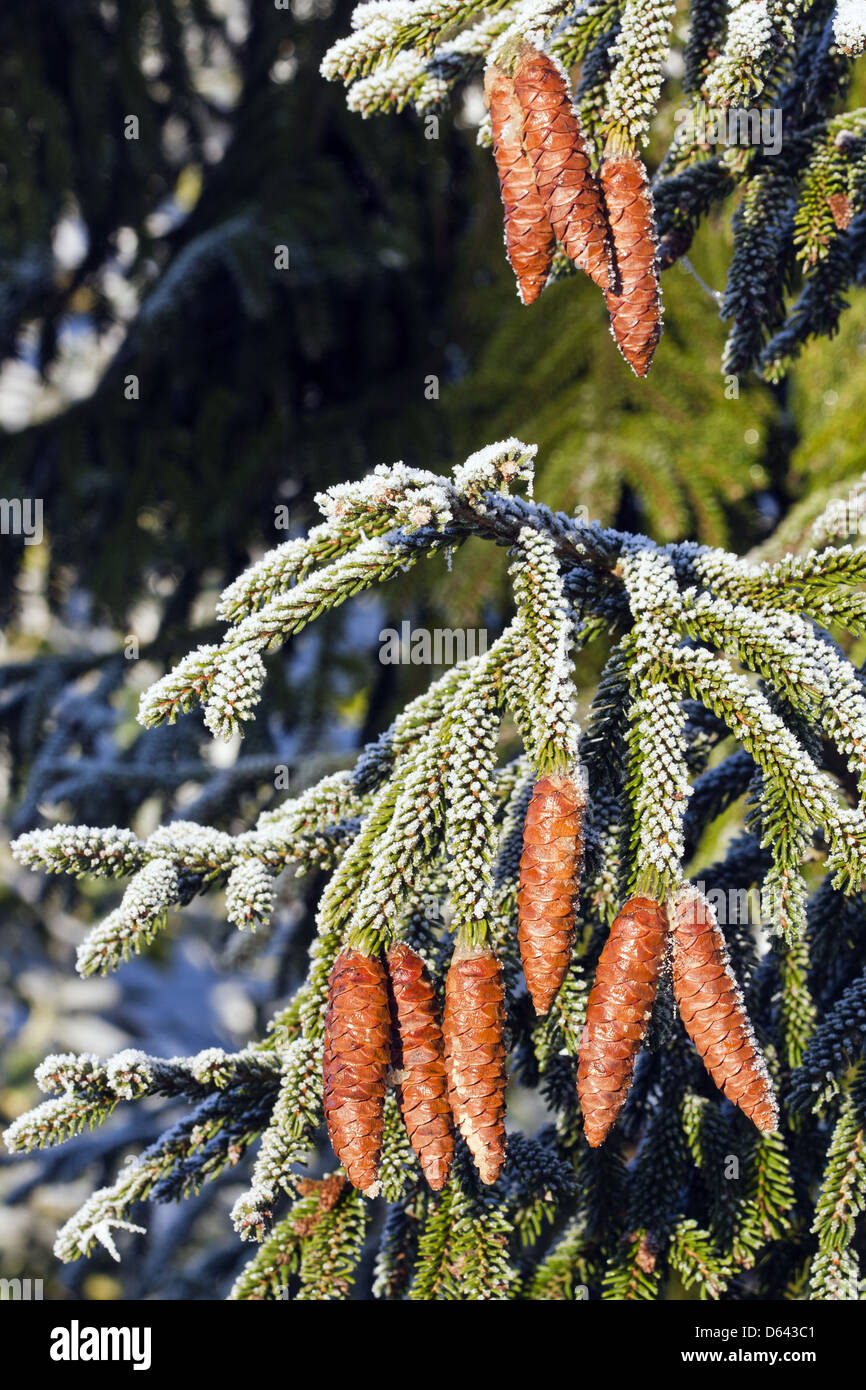 spruce in winter Stock Photo