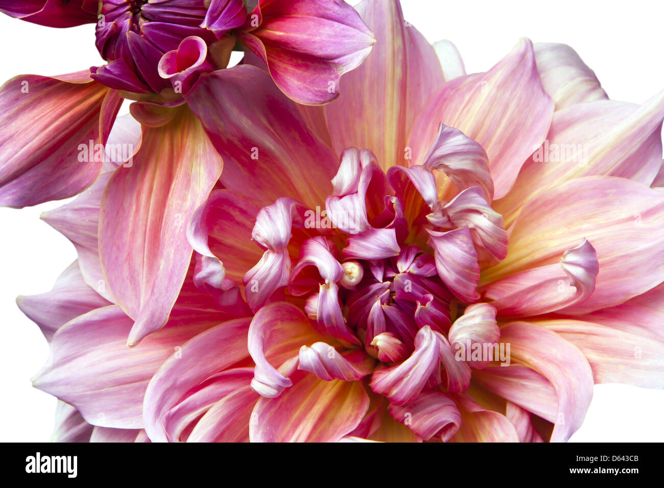 dahlia Stock Photo