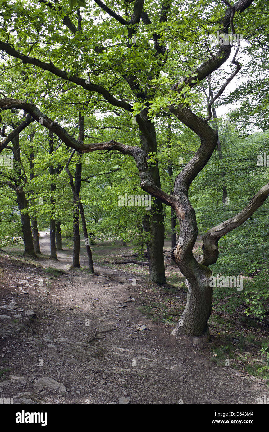 hiking path through a wood Stock Photo - Alamy