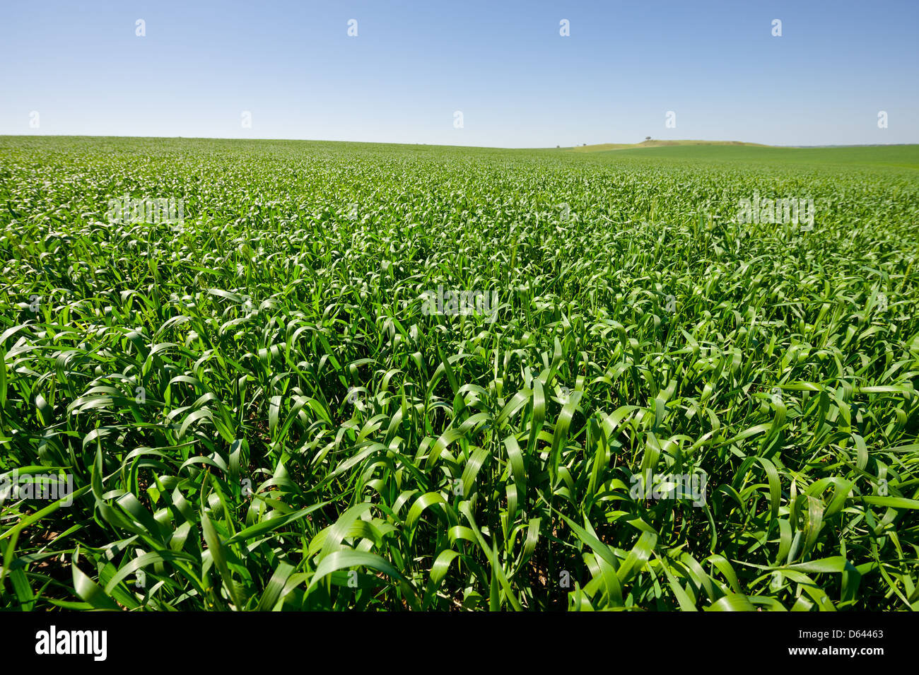 Spring in Israel Stock Photo - Alamy