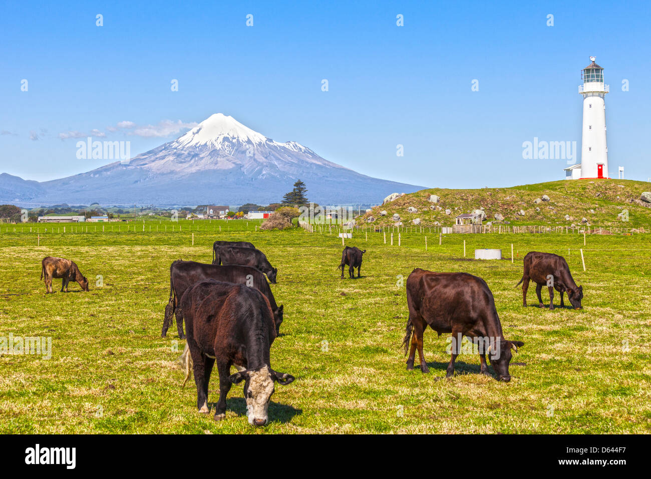 Cattle grazing near Cape Egmont Lighthouse in the Taranaki Region of New Zealand, with Taranaki/Mount Egmont in the distance. Stock Photo