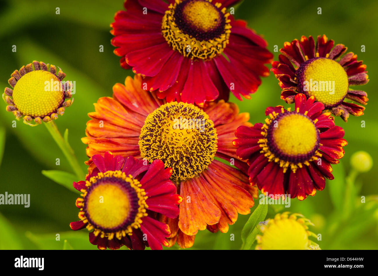 Artistic flowers hi-res stock photography and images - Alamy