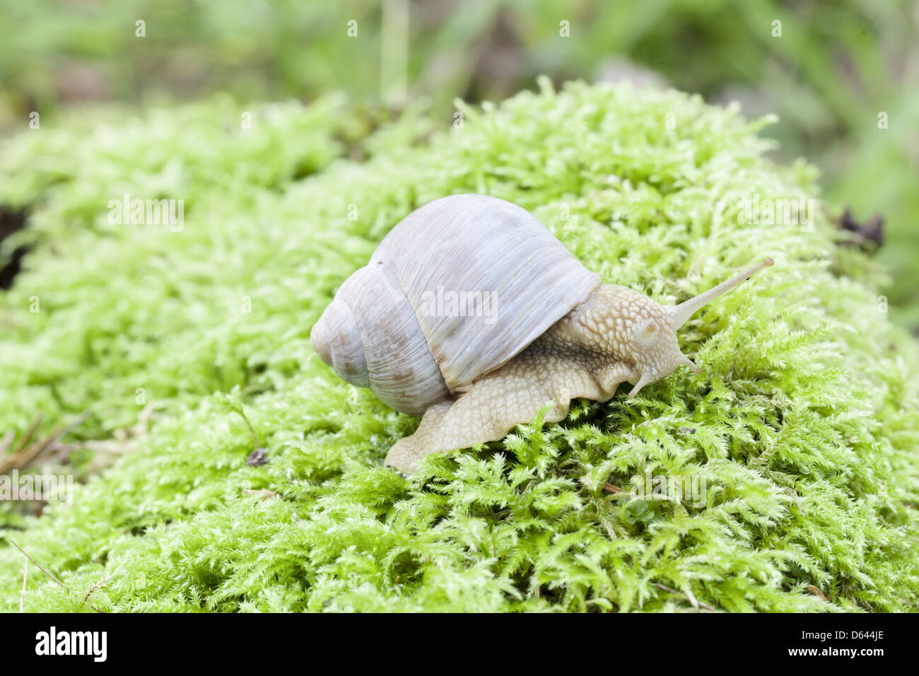 Snail crawling on the forest moss Stock Photo