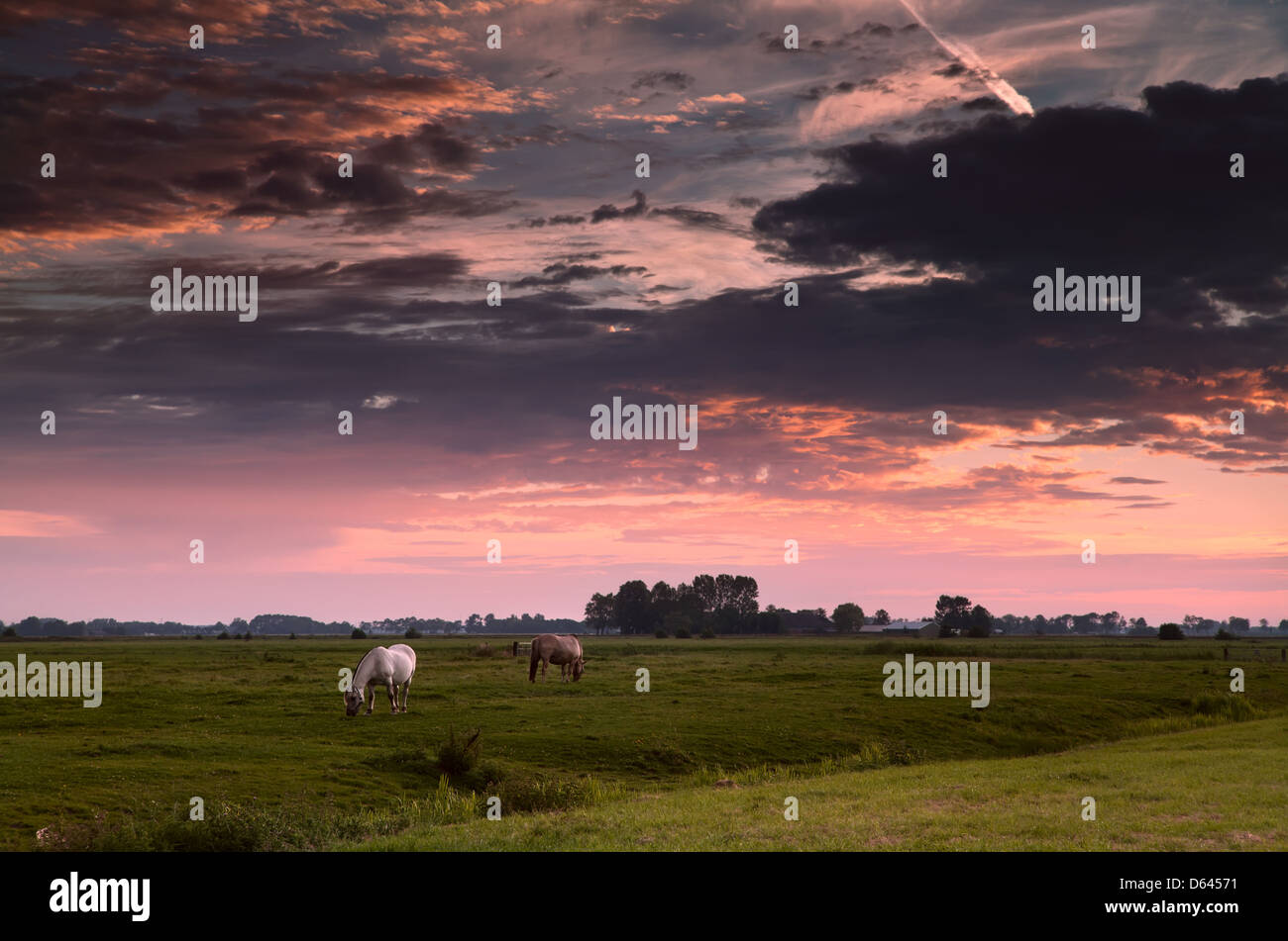 Pasture Morning two horses on morning pasture Stock Photo - Alamy