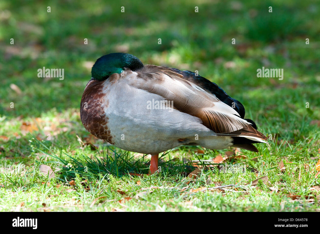 Mallard duck sleeping on one leg Stock Photo Alamy