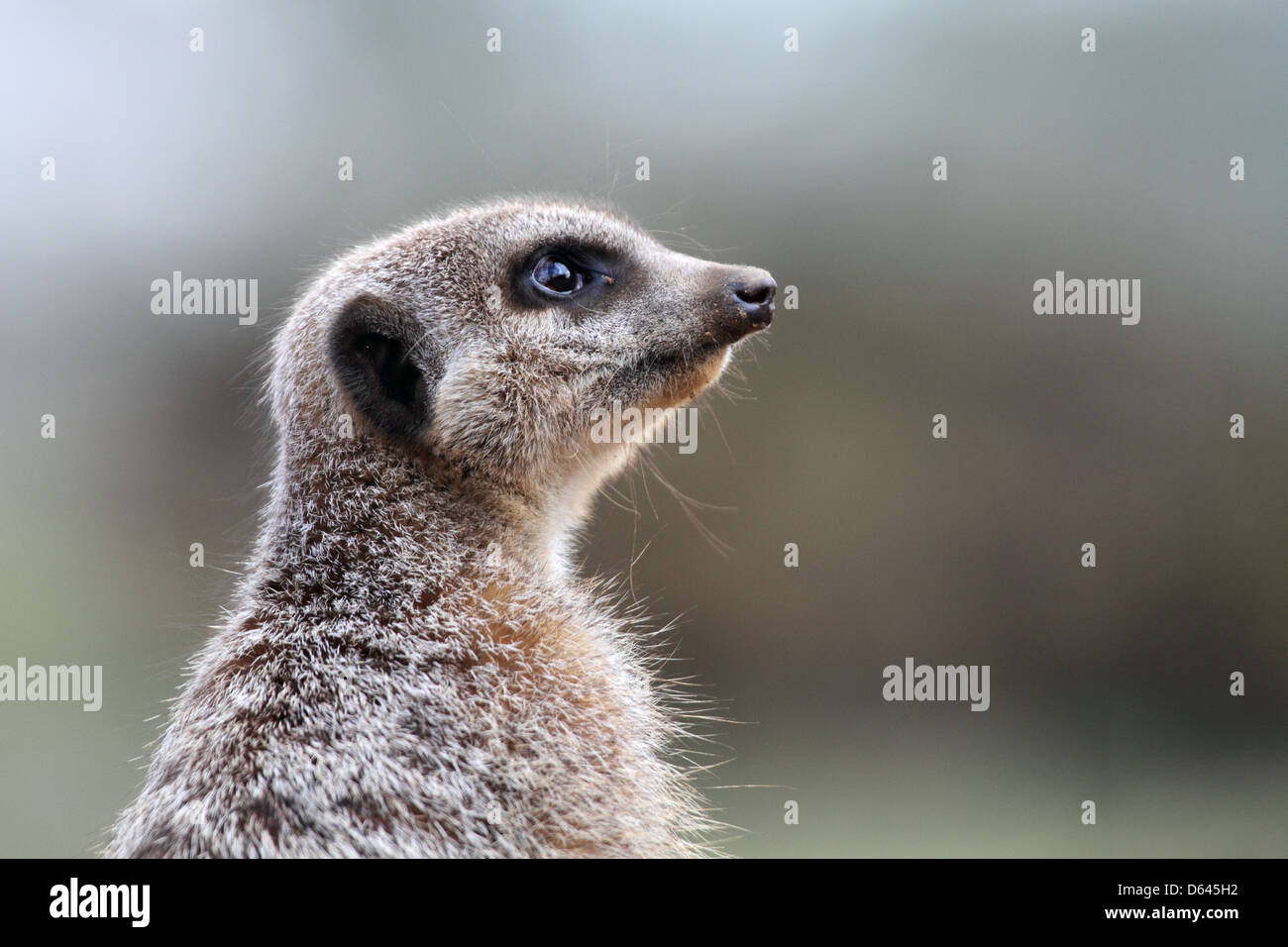 meerkat or suricate, Suricata suricatta Stock Photo
