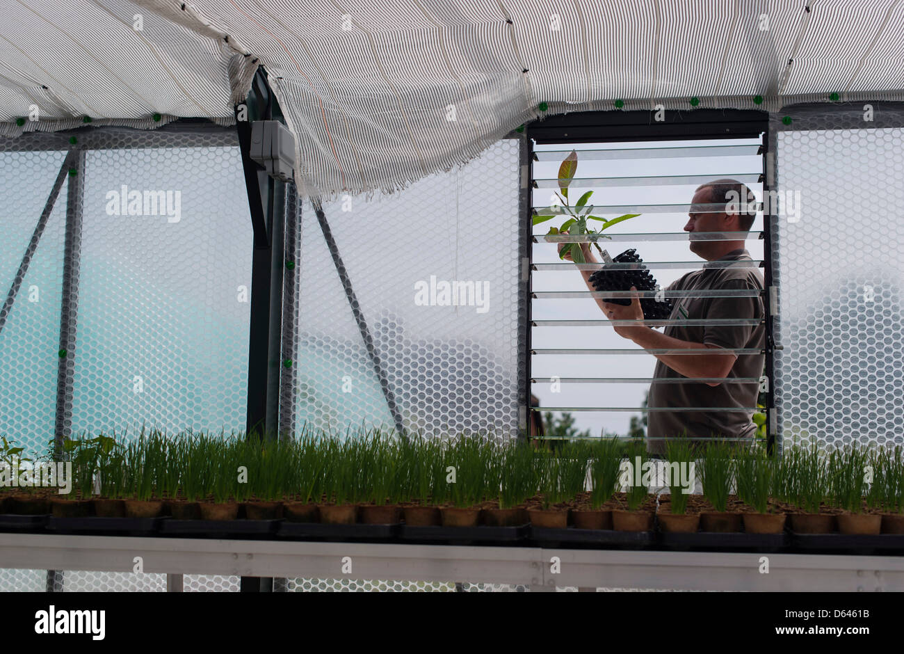 A gardener checking a plant in a nursery greenhouse Stock Photo