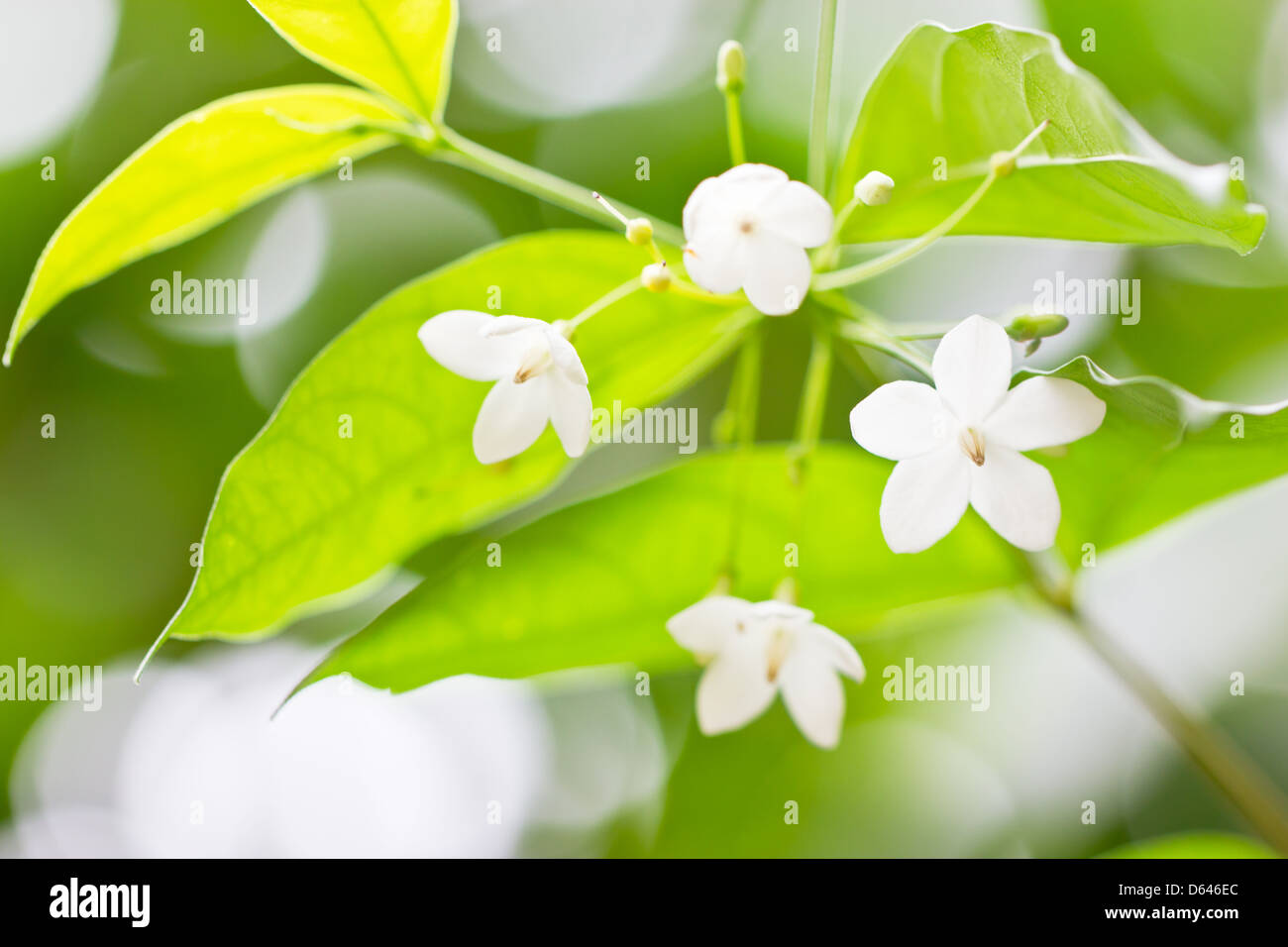 Wrightia religiosa (apocynaceae) tropical white little flowers. Stock Photo