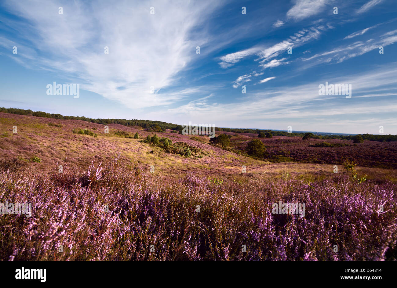 heather hills in Gelderland Stock Photo