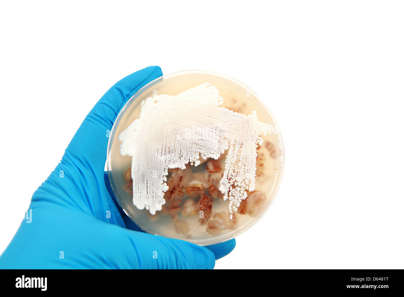 Streptomyces bacteria on agar plate Stock Photo