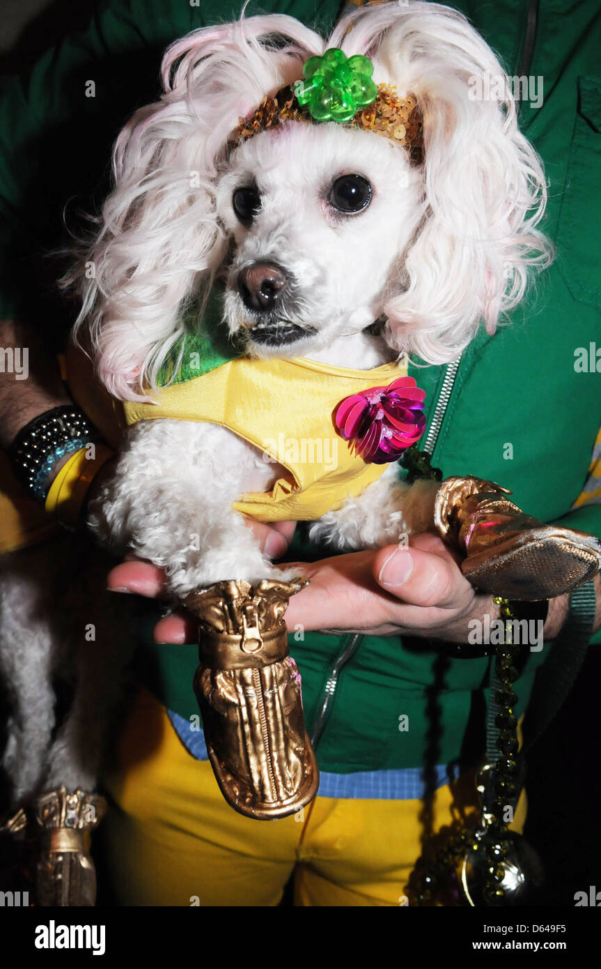 Hec-lin the poodle St. Pawtricks Yappy Hour benefiting the Humane Society of New York at the Muse Hotel New York City, USA - Stock Photo