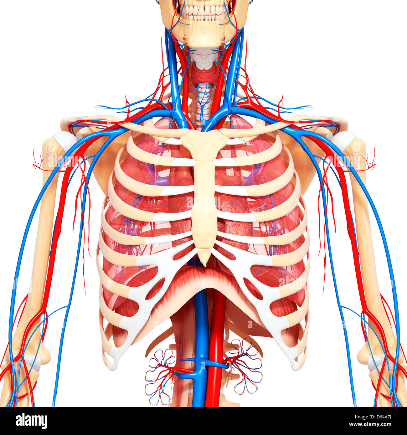 Chest anatomy, artwork Stock Photo Alamy