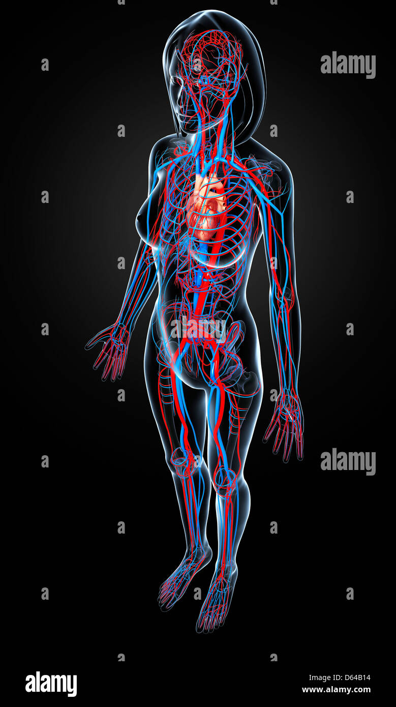 Female cardiovascular system, artwork Stock Photo