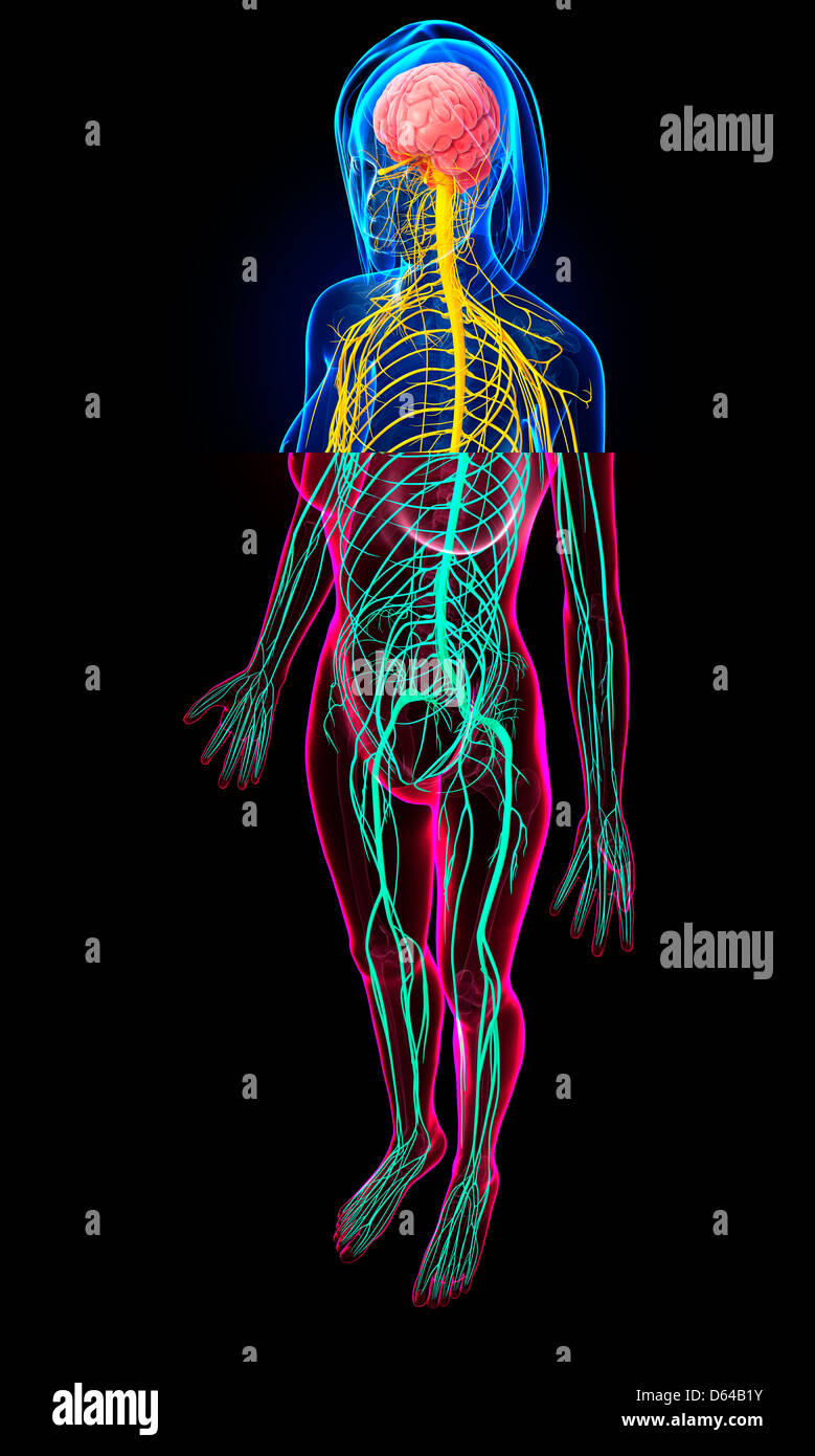 Female nervous system, artwork Stock Photo