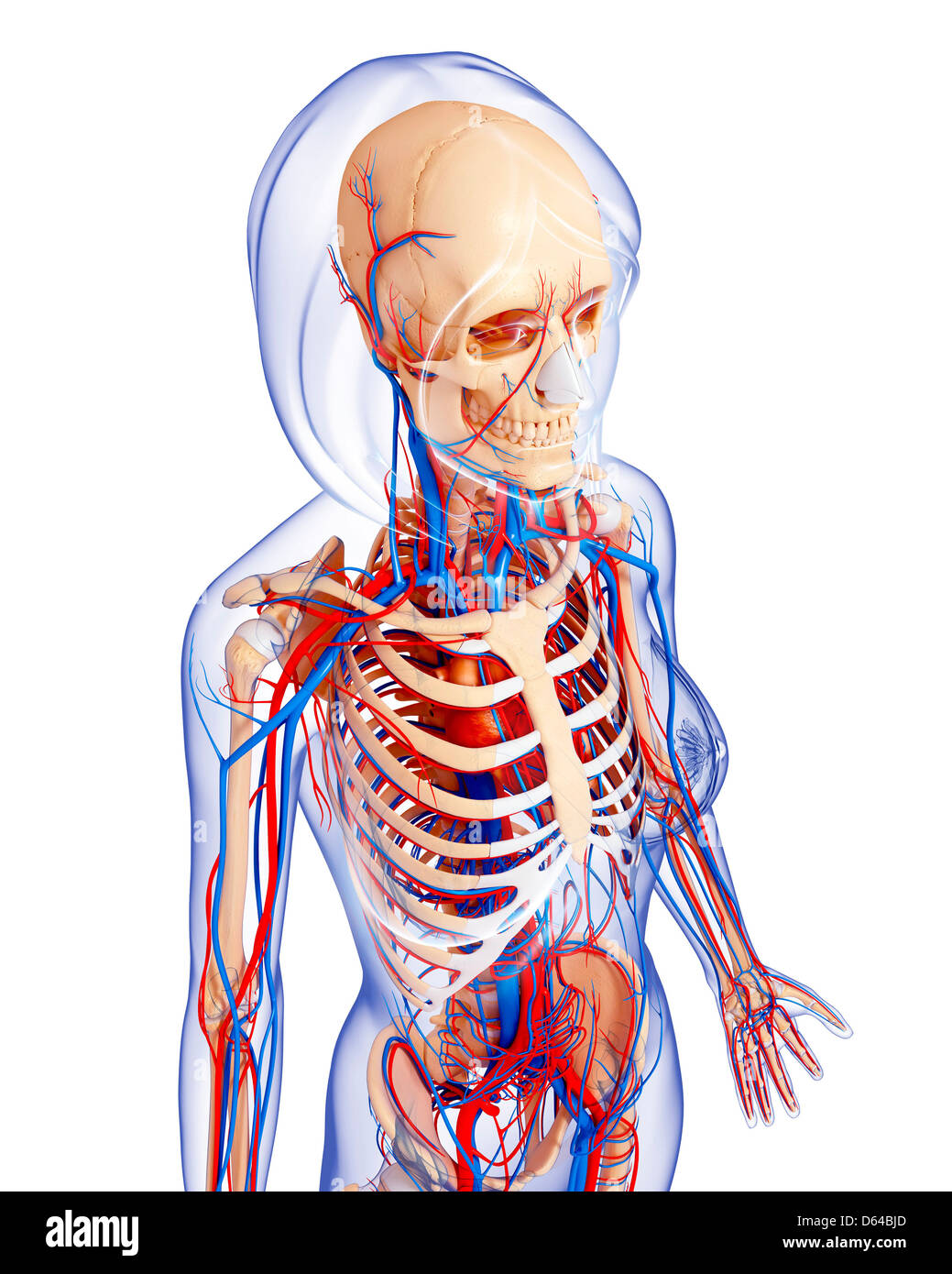 Female anatomy, artwork Stock Photo - Alamy