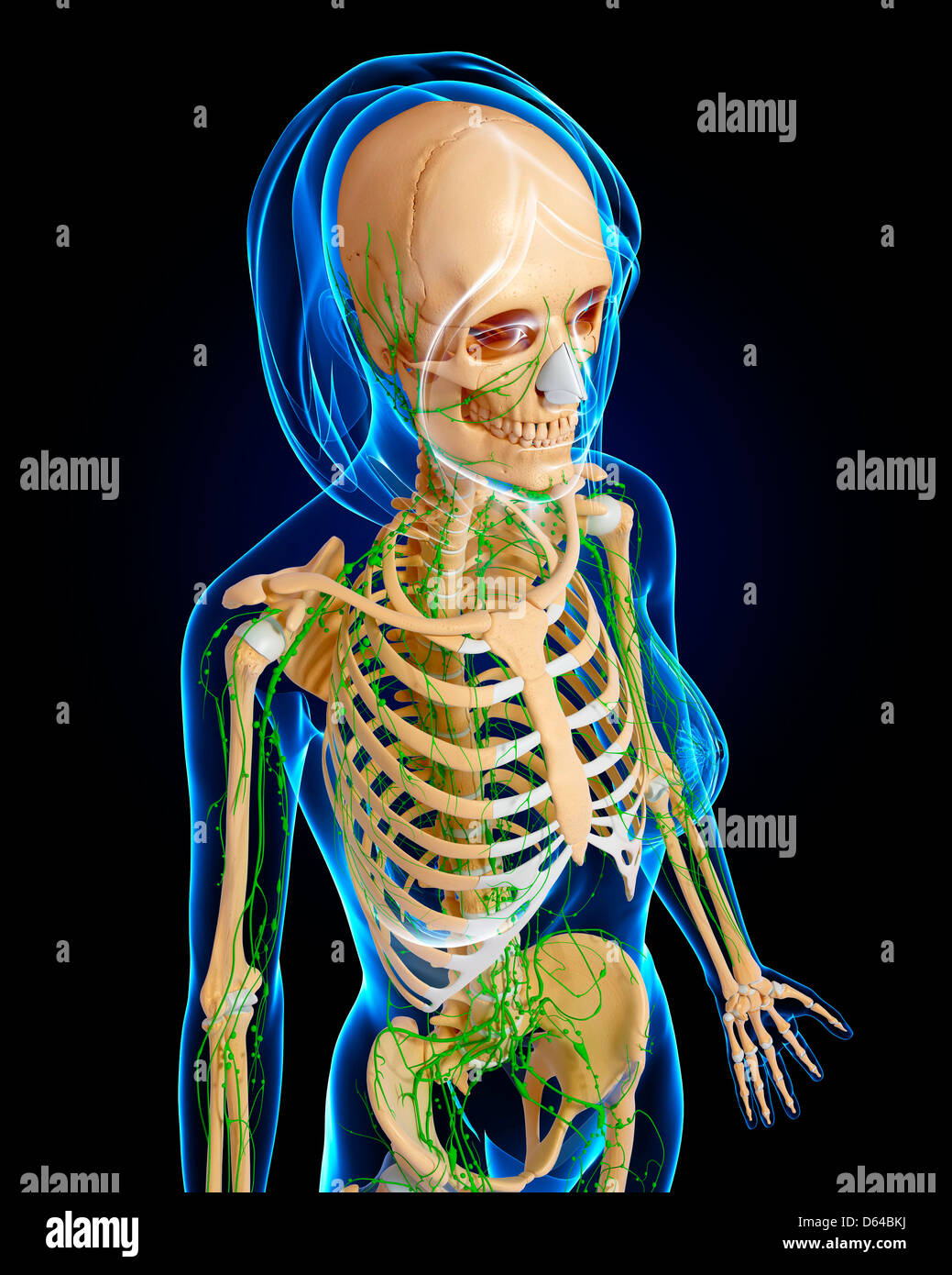 Female anatomy, artwork Stock Photo - Alamy