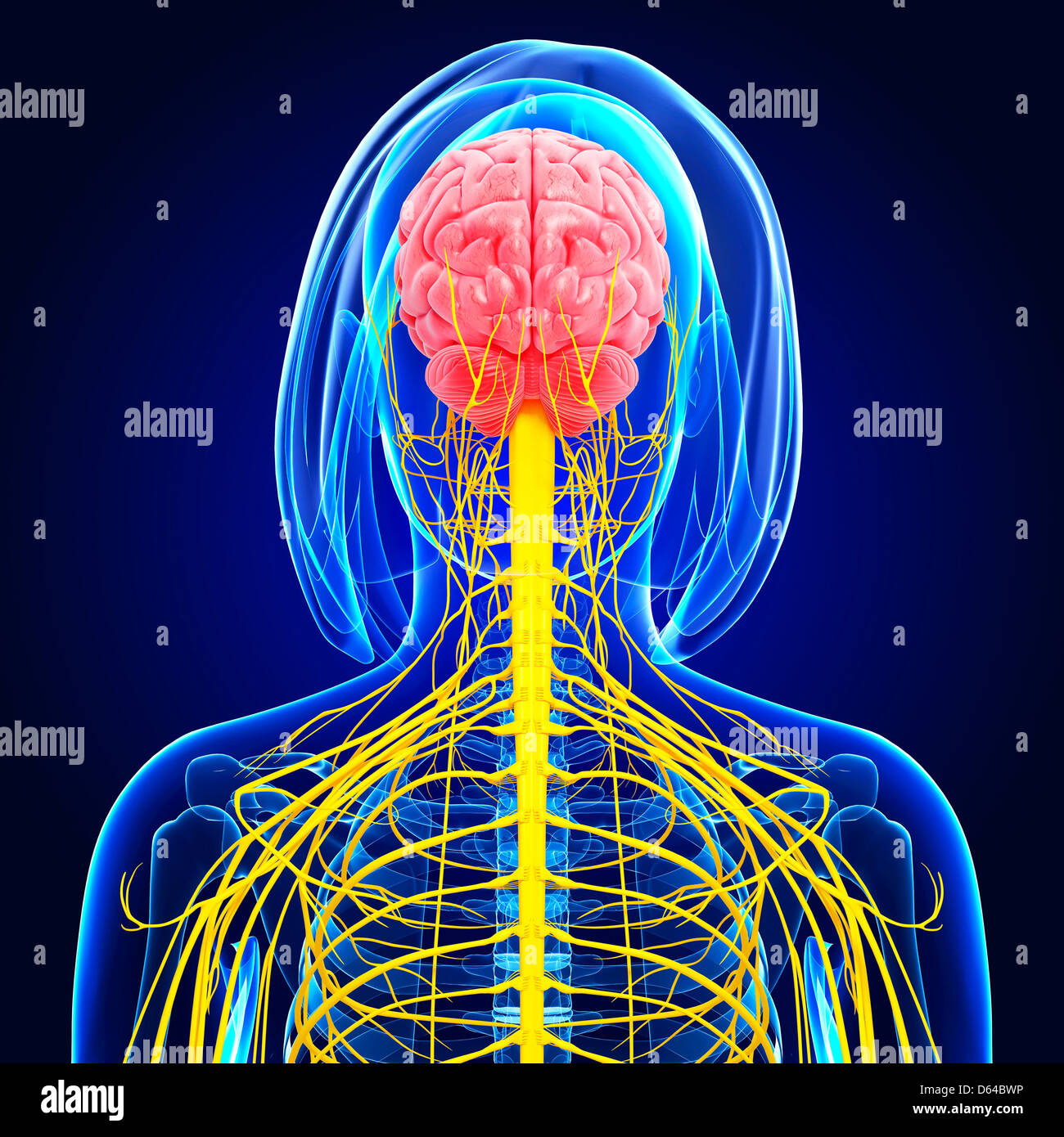 Female nervous system, artwork Stock Photo