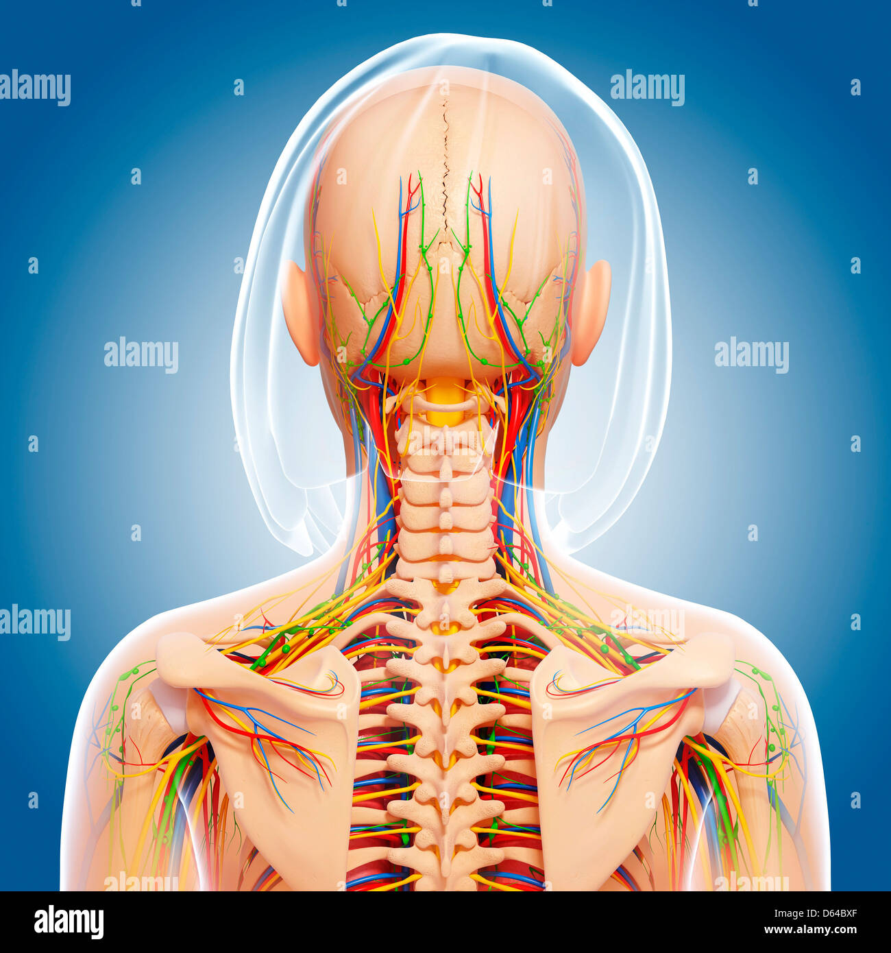 Female anatomy, artwork Stock Photo - Alamy