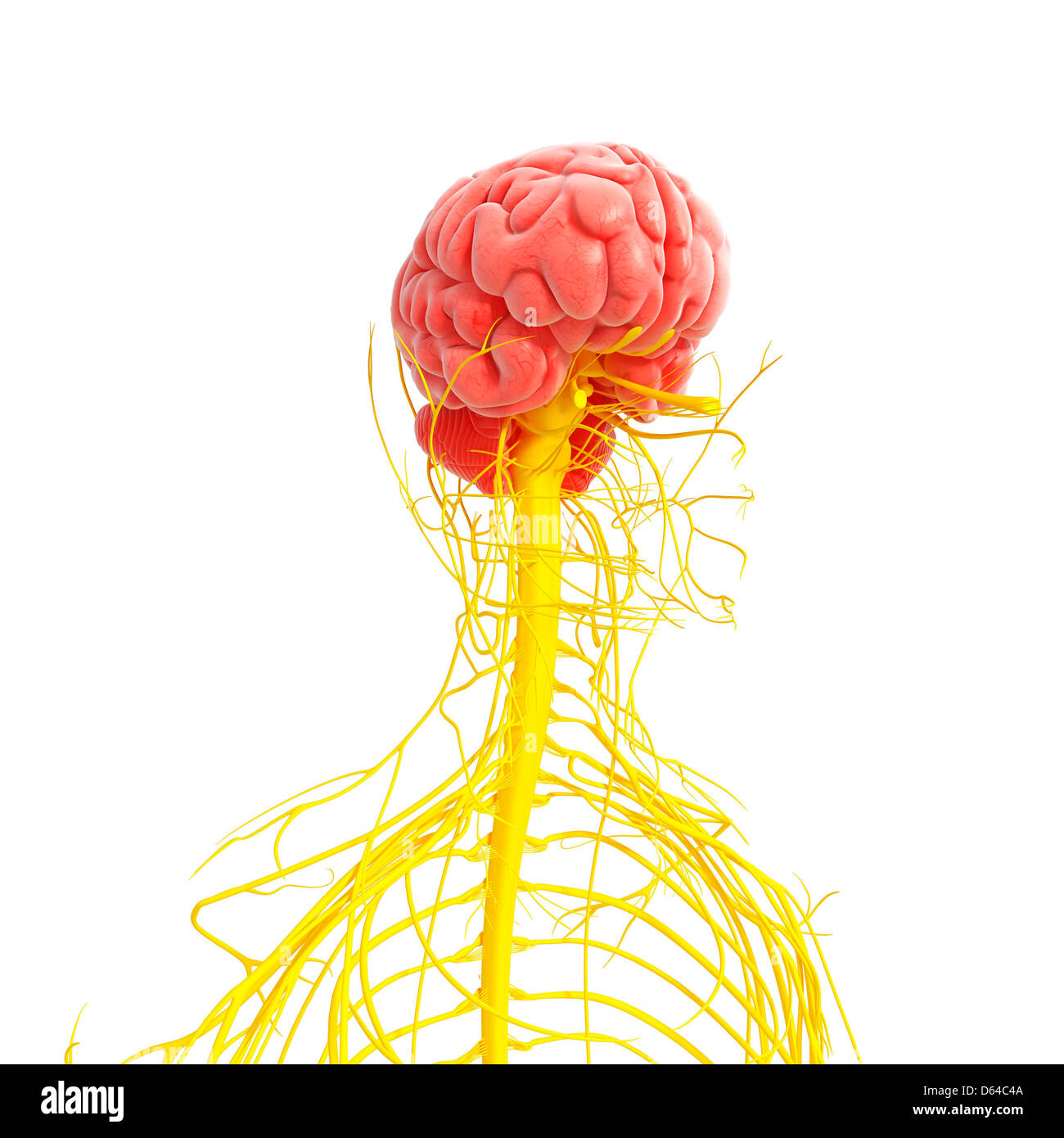 Human nervous system, artwork Stock Photo