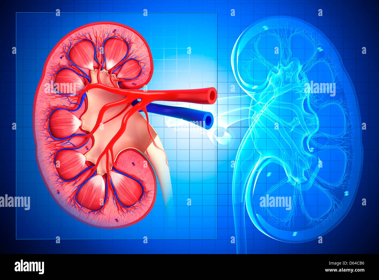 Kidney renal blood vessel anatomy hires stock photography and images