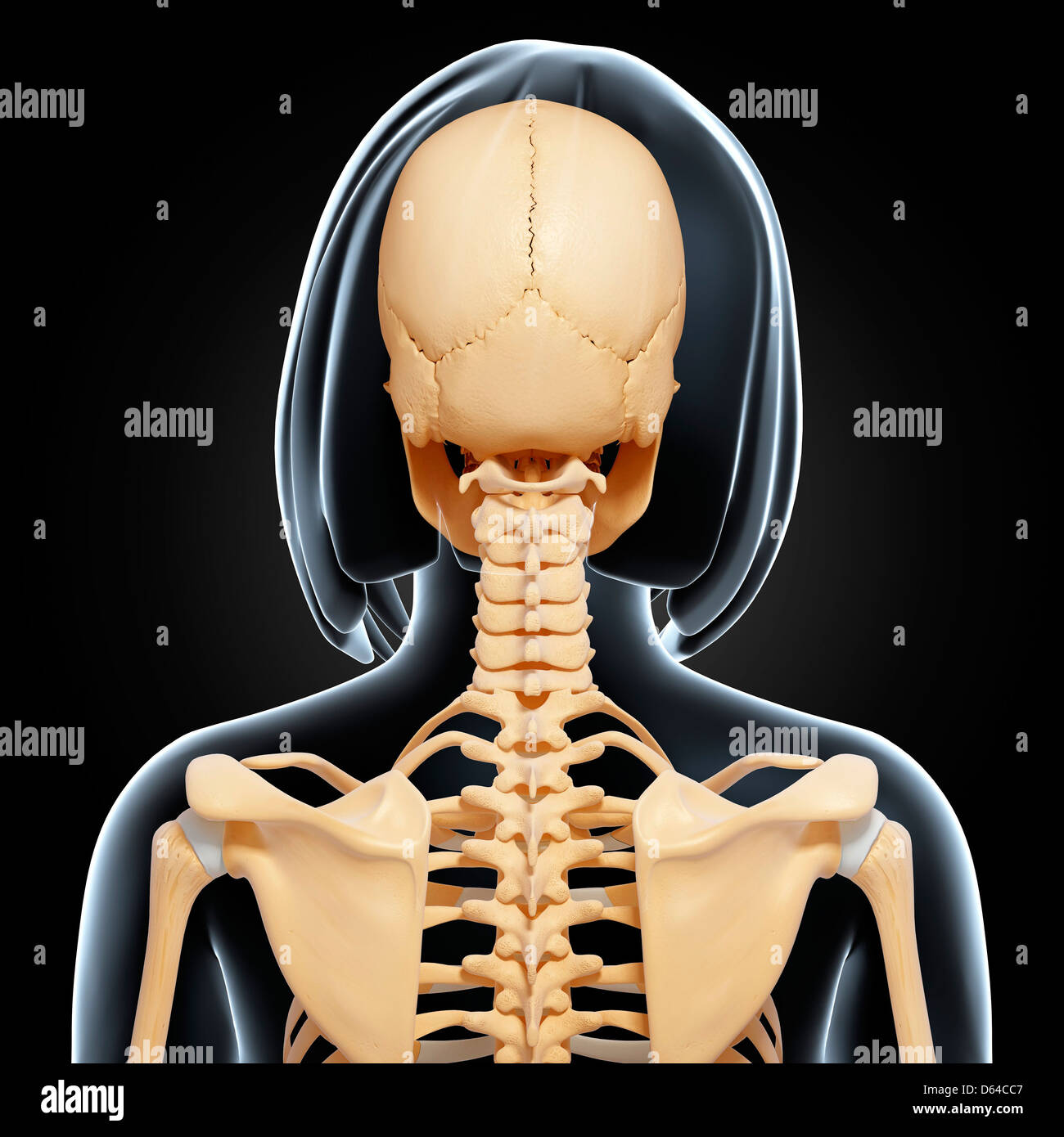 Upper Arm Bone Stock Photos & Upper Arm Bone Stock Images - Alamy