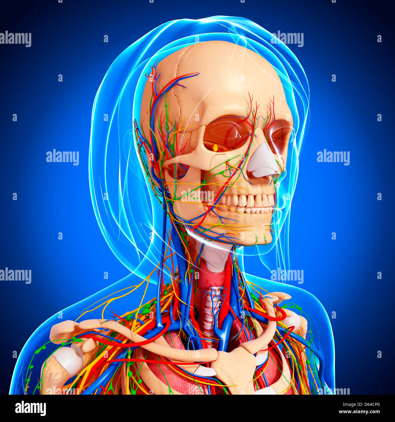 Female anatomy, artwork Stock Photo - Alamy