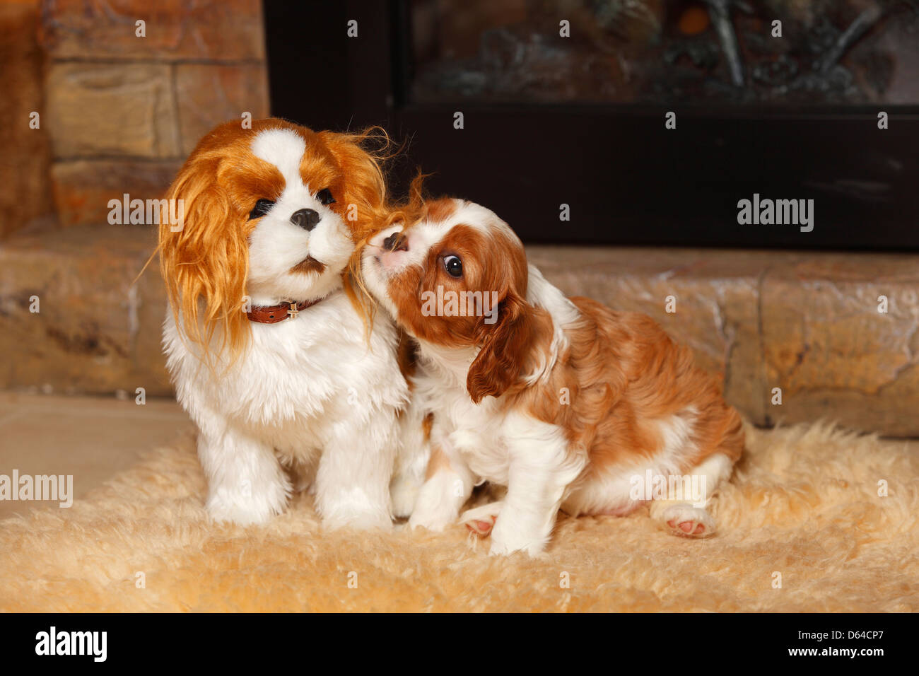 cavalier king charles spaniel teddy
