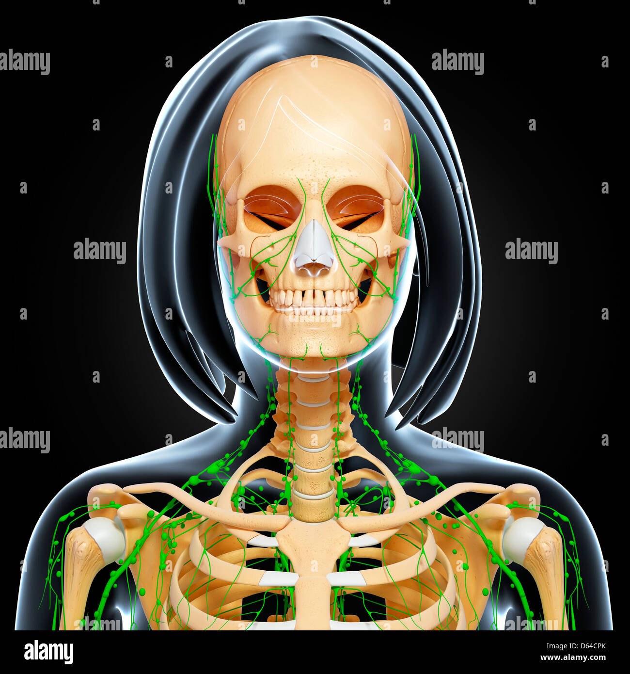 Female anatomy, artwork Stock Photo - Alamy