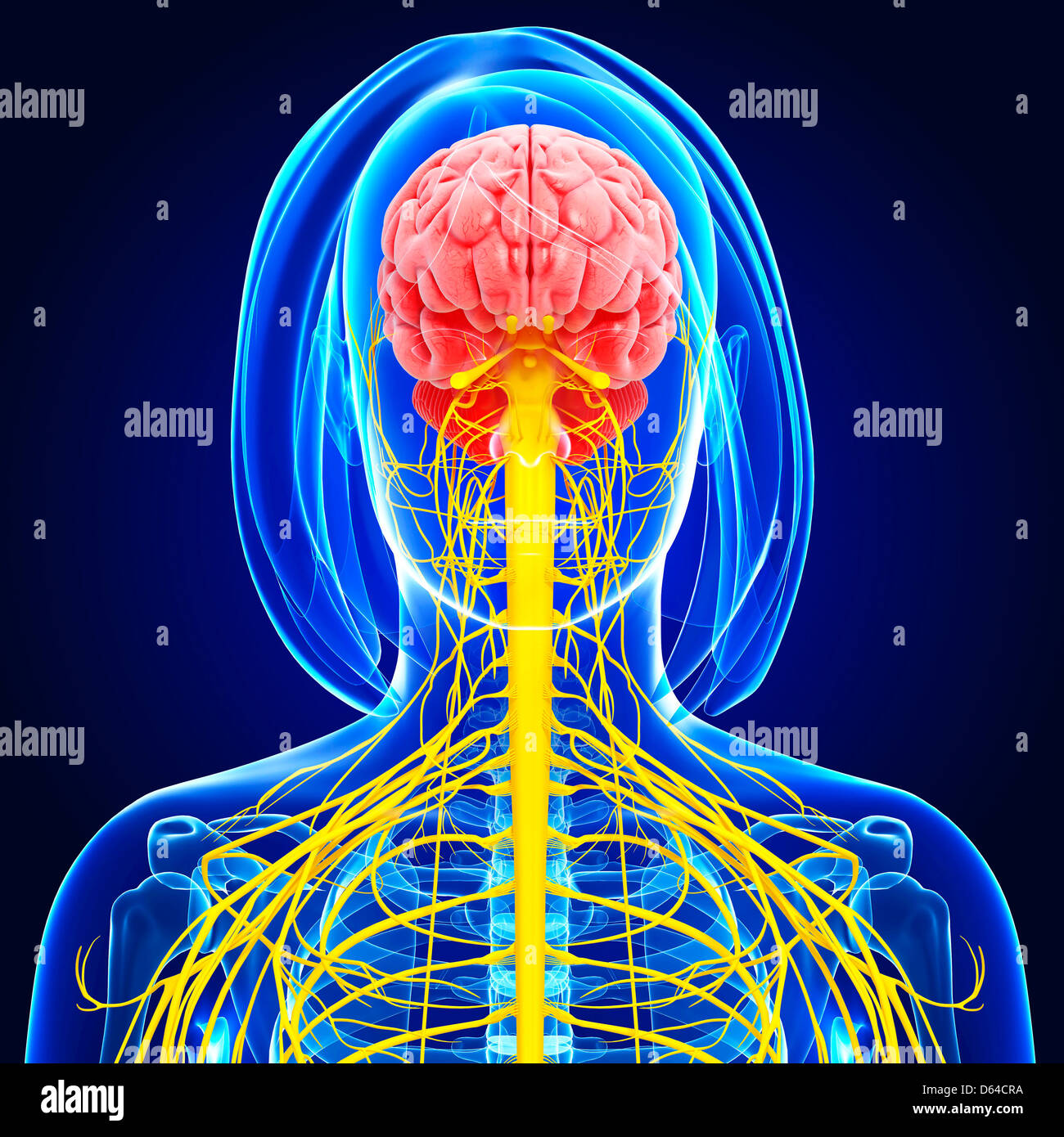 Female nervous system, artwork Stock Photo