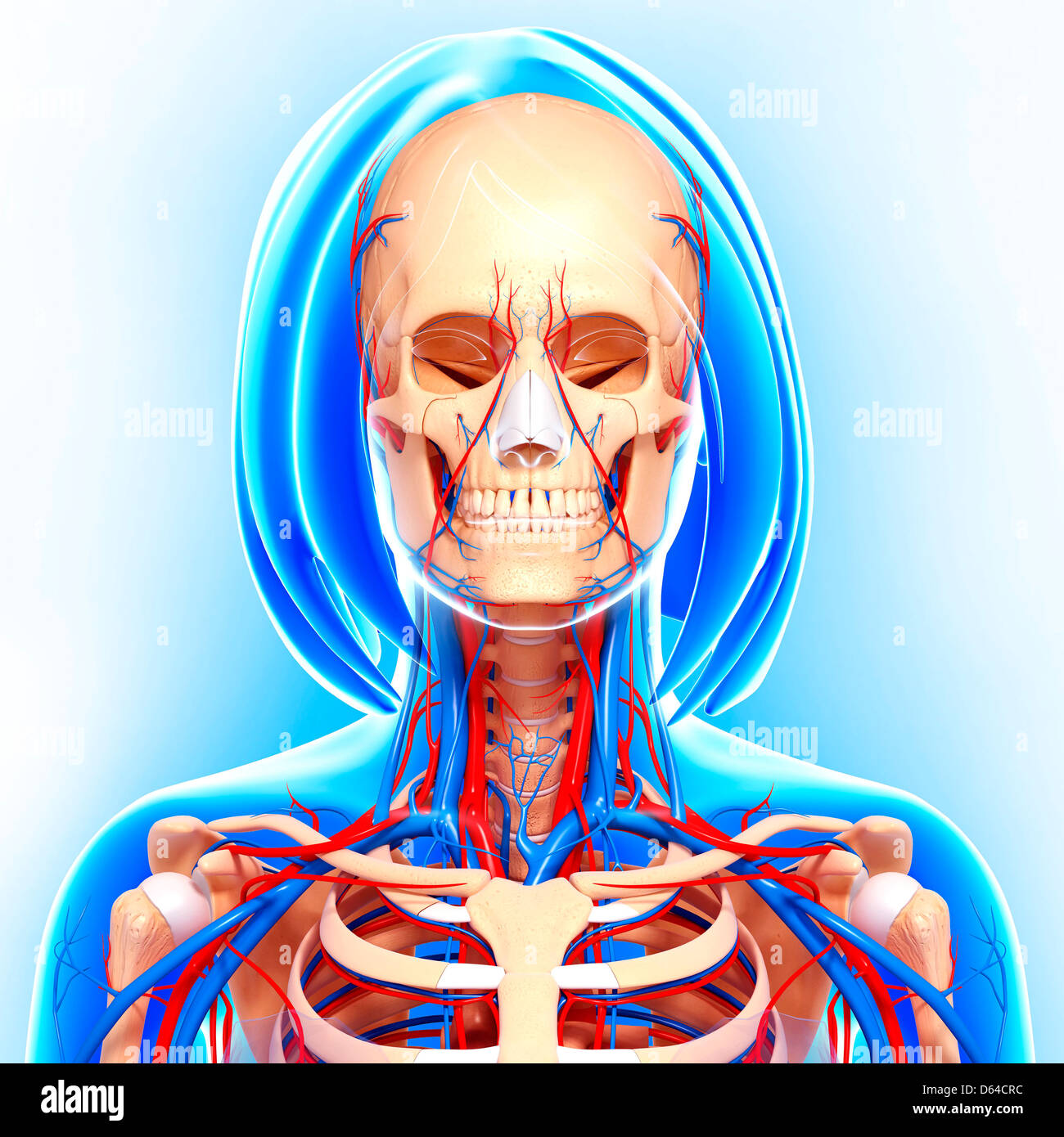 Female Anatomy Artwork Stock Photo Alamy