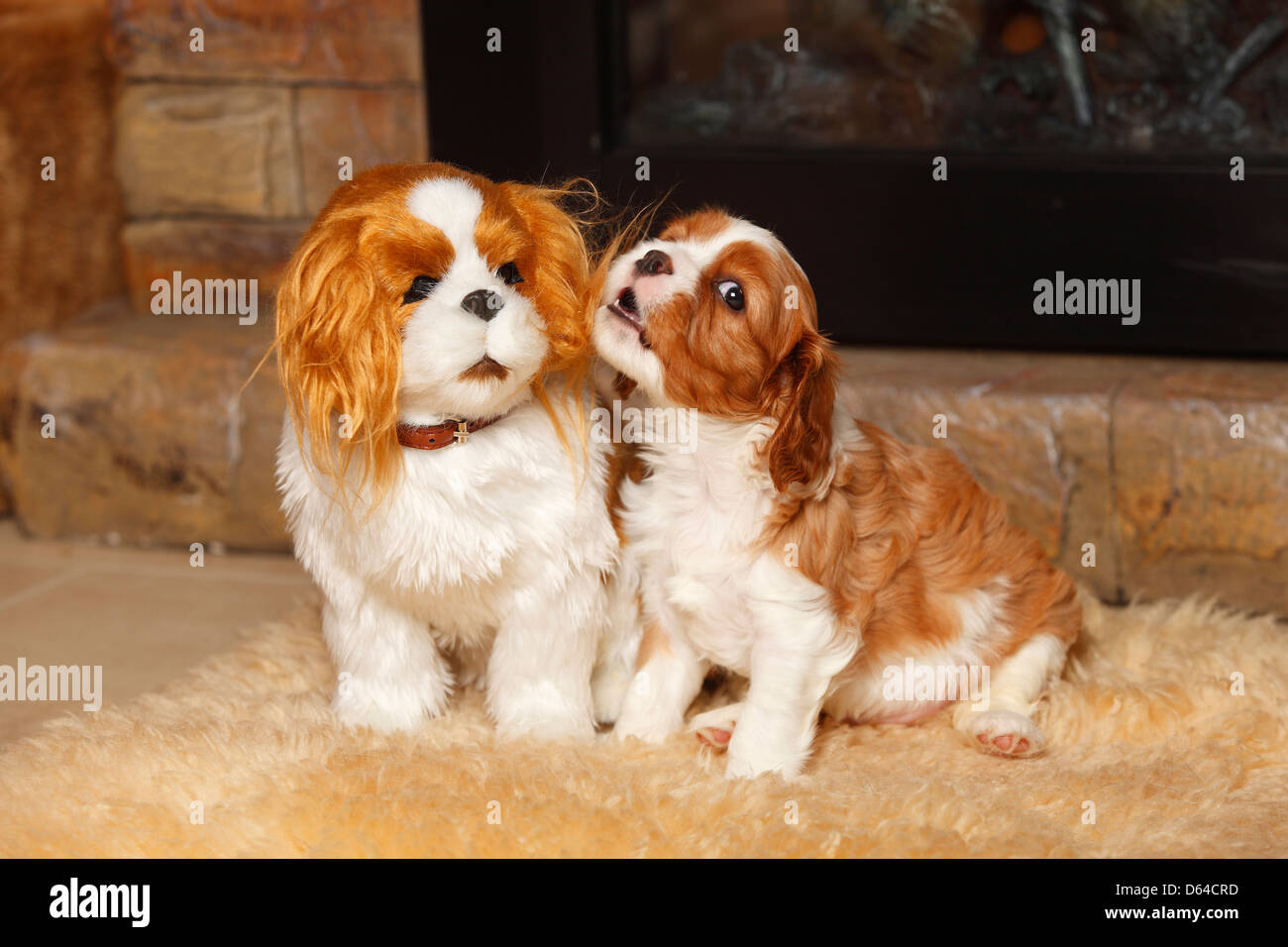 cavalier king charles spaniel cuddly toy