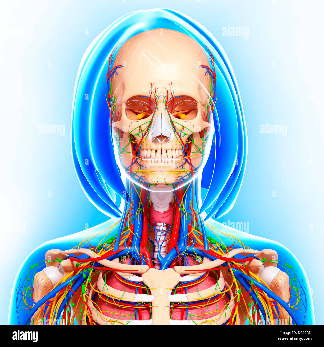 Female anatomy, artwork Stock Photo - Alamy