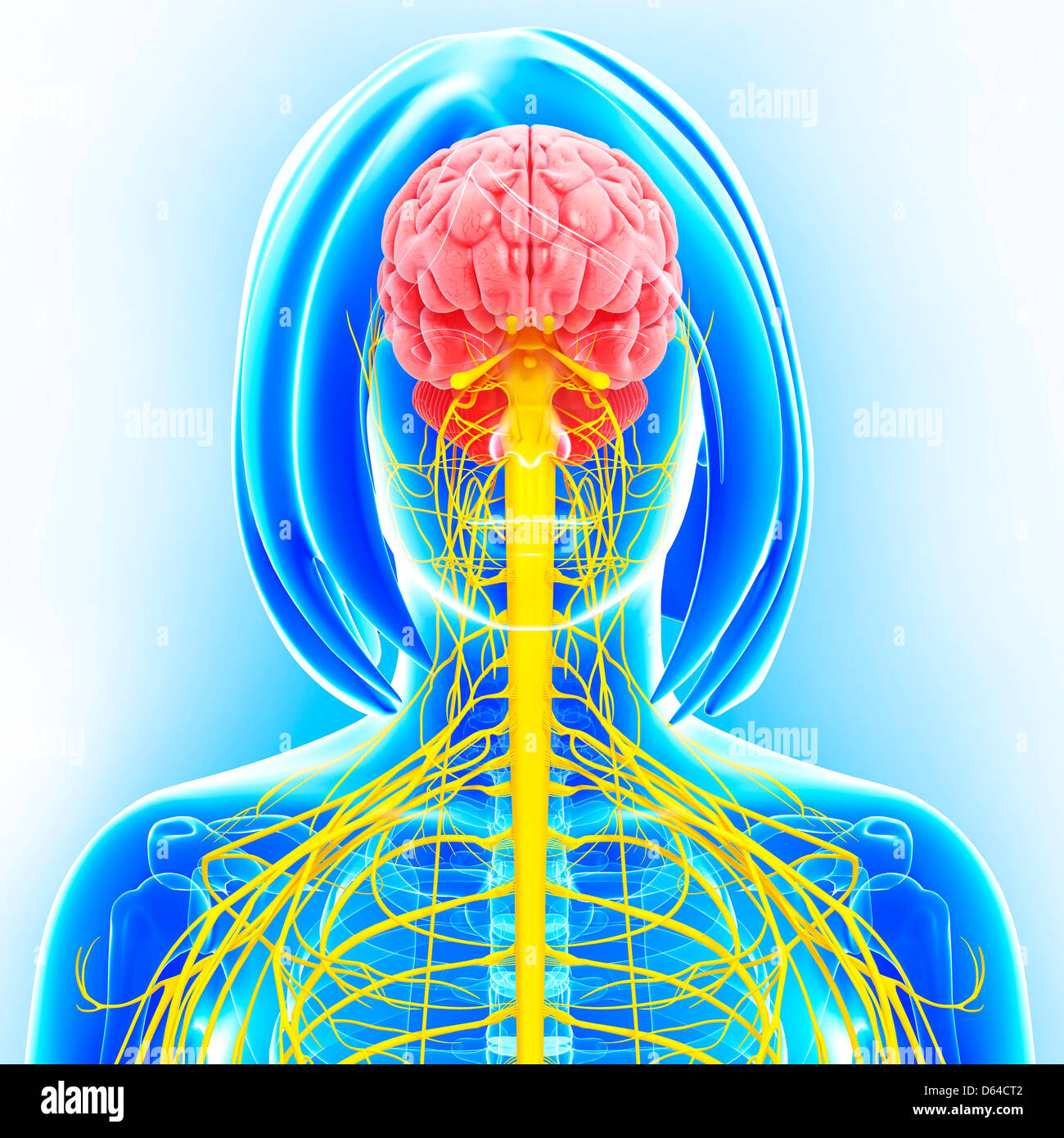 Female nervous system, artwork Stock Photo