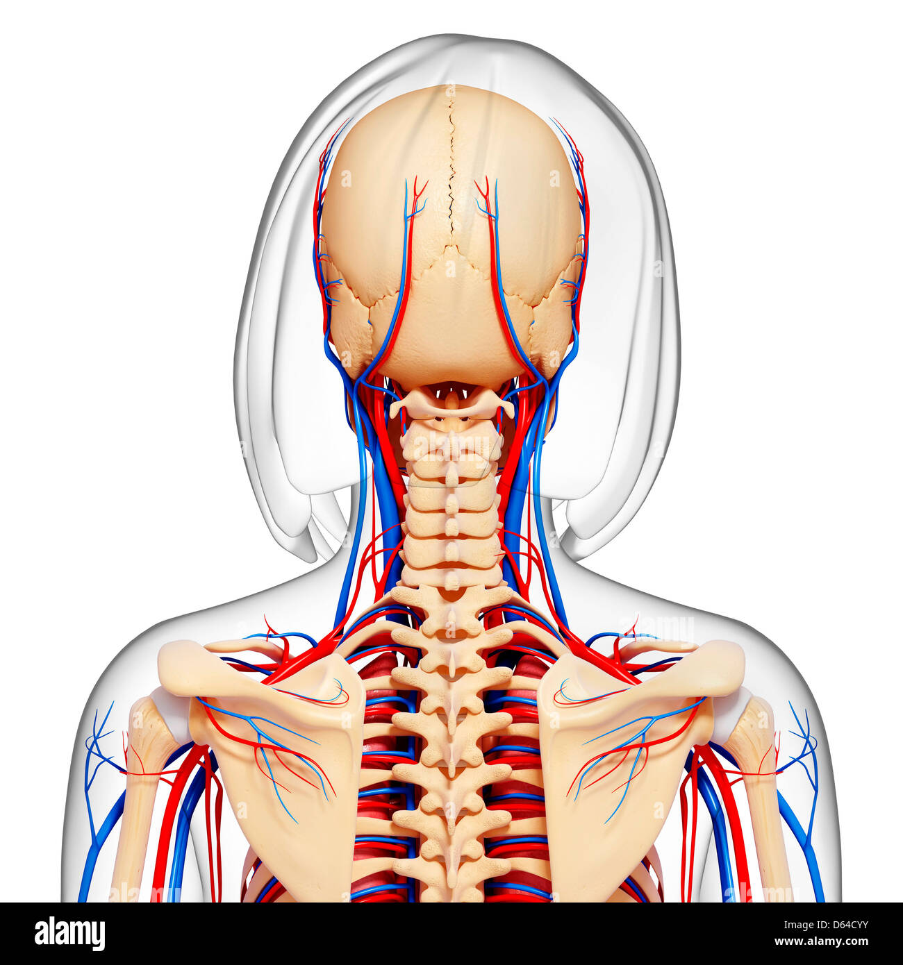 Back Spine Female Illustration Stock Photos & Back Spine Female