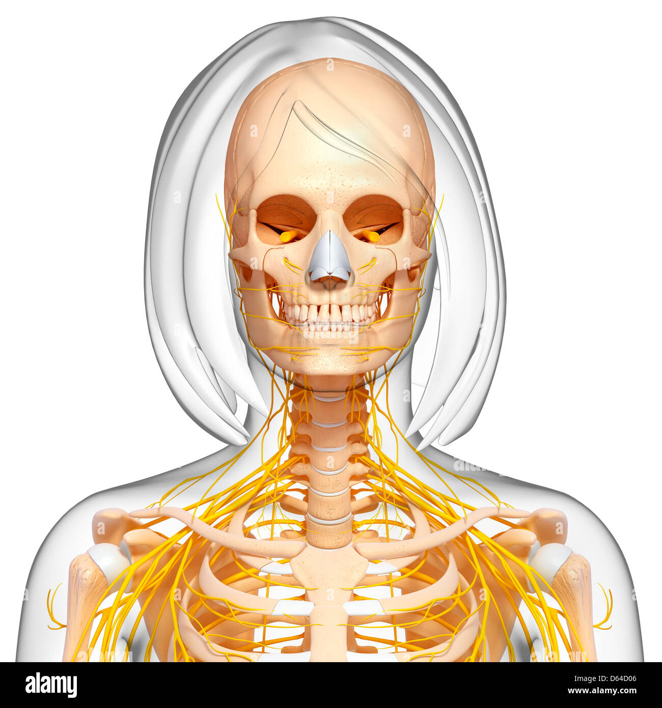 Female anatomy, artwork Stock Photo - Alamy